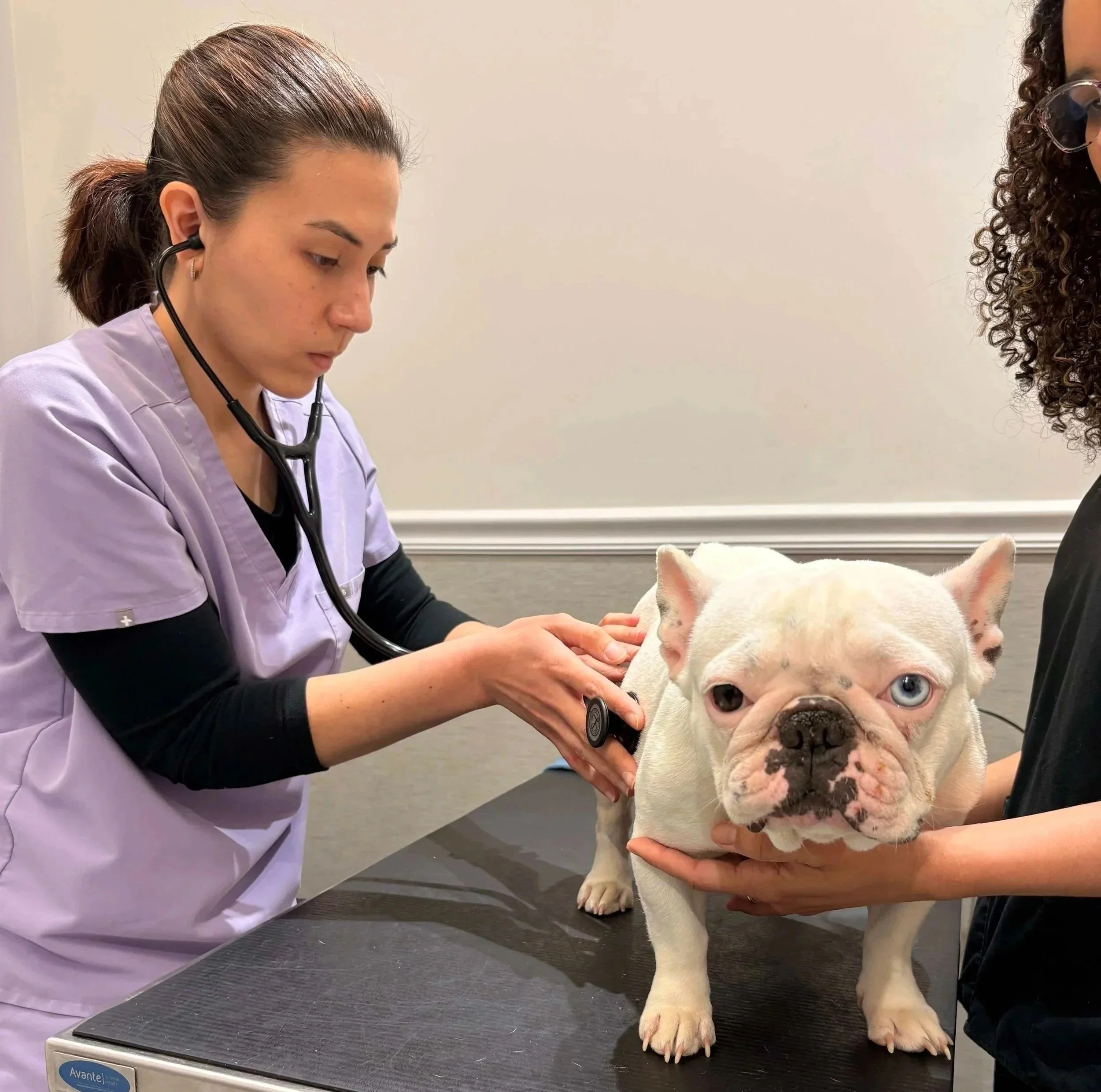 Veterinarian examining a dog during a physical exam for medication guidance at Veterinarian Pet Alliance in Newark, NJ.
