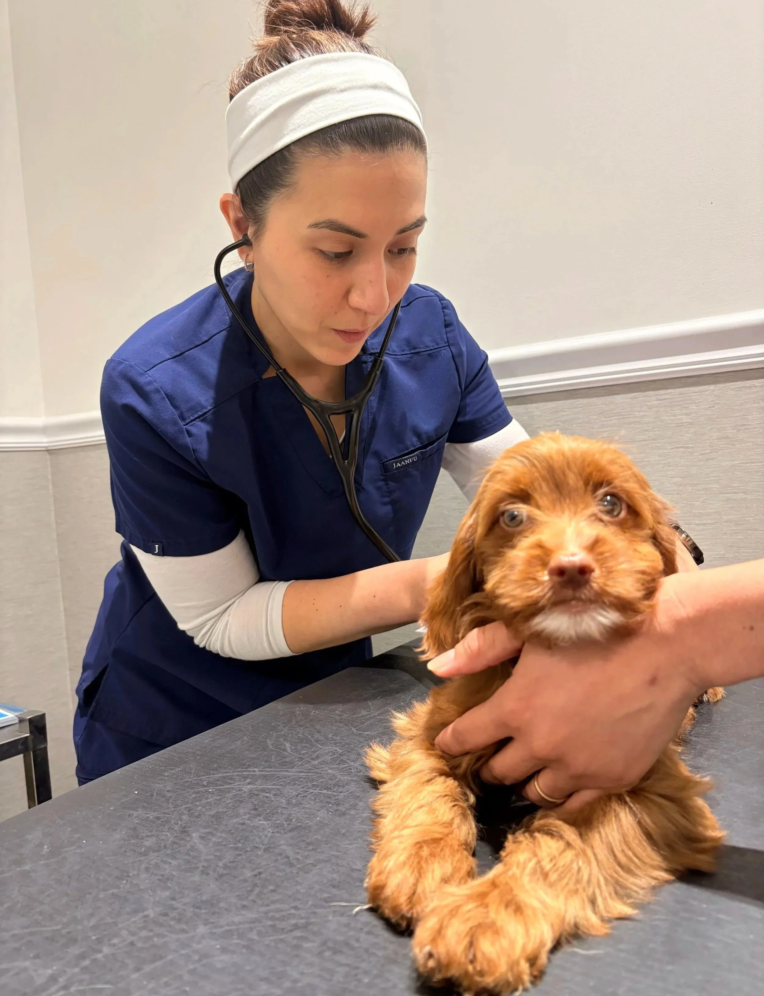 A veterinarian listens to a dog during an exam at Veterinarian Pet Alliance in Newark.