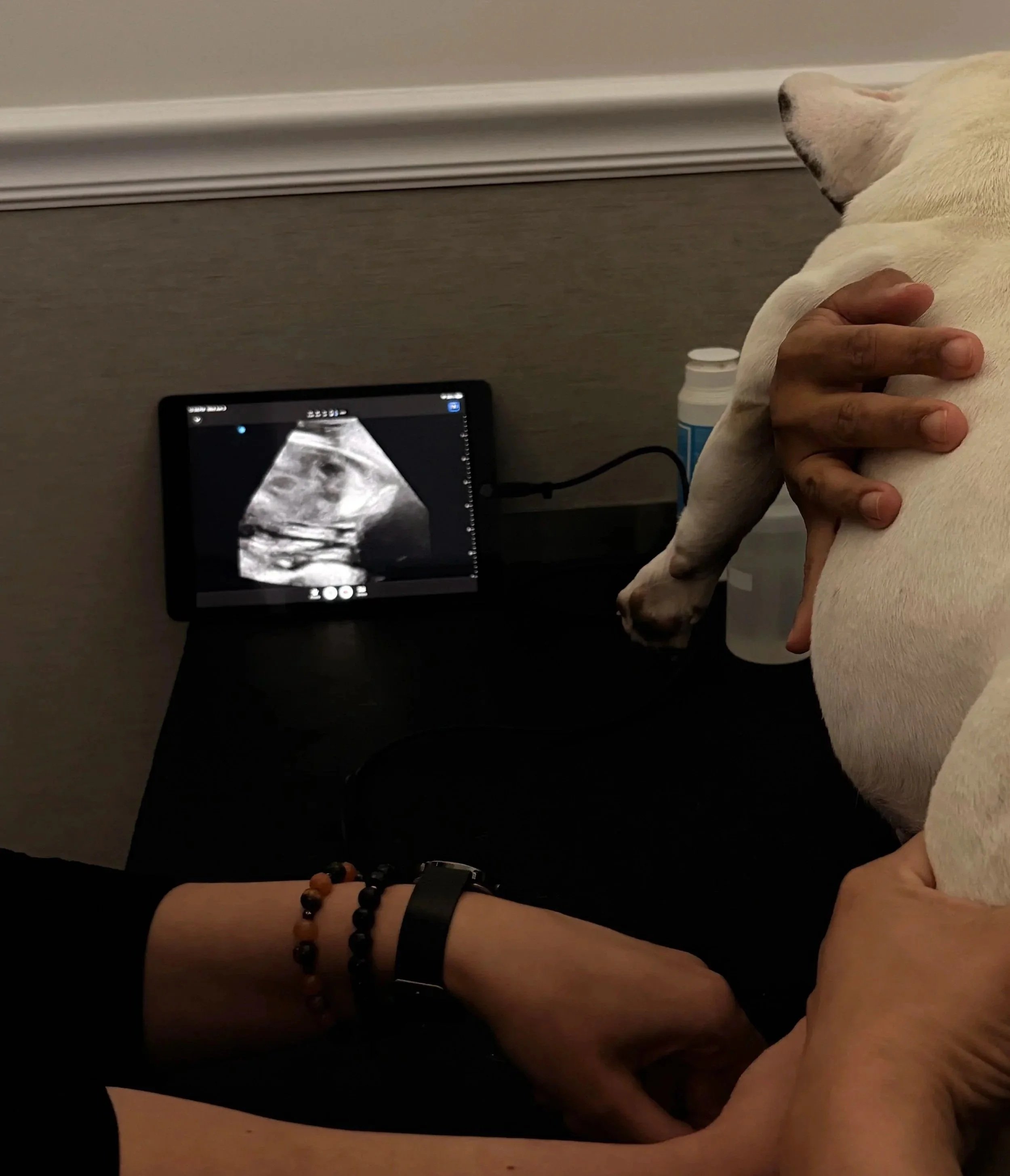 Ultrasound screen visible during a dog diagnostic imaging visit at Veterinarian Pet Alliance in Newark, NJ.
