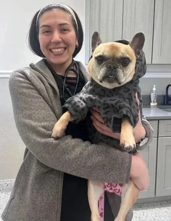 Veterinarian holding a dog during a pet health certificate visit in Newark, NJ.