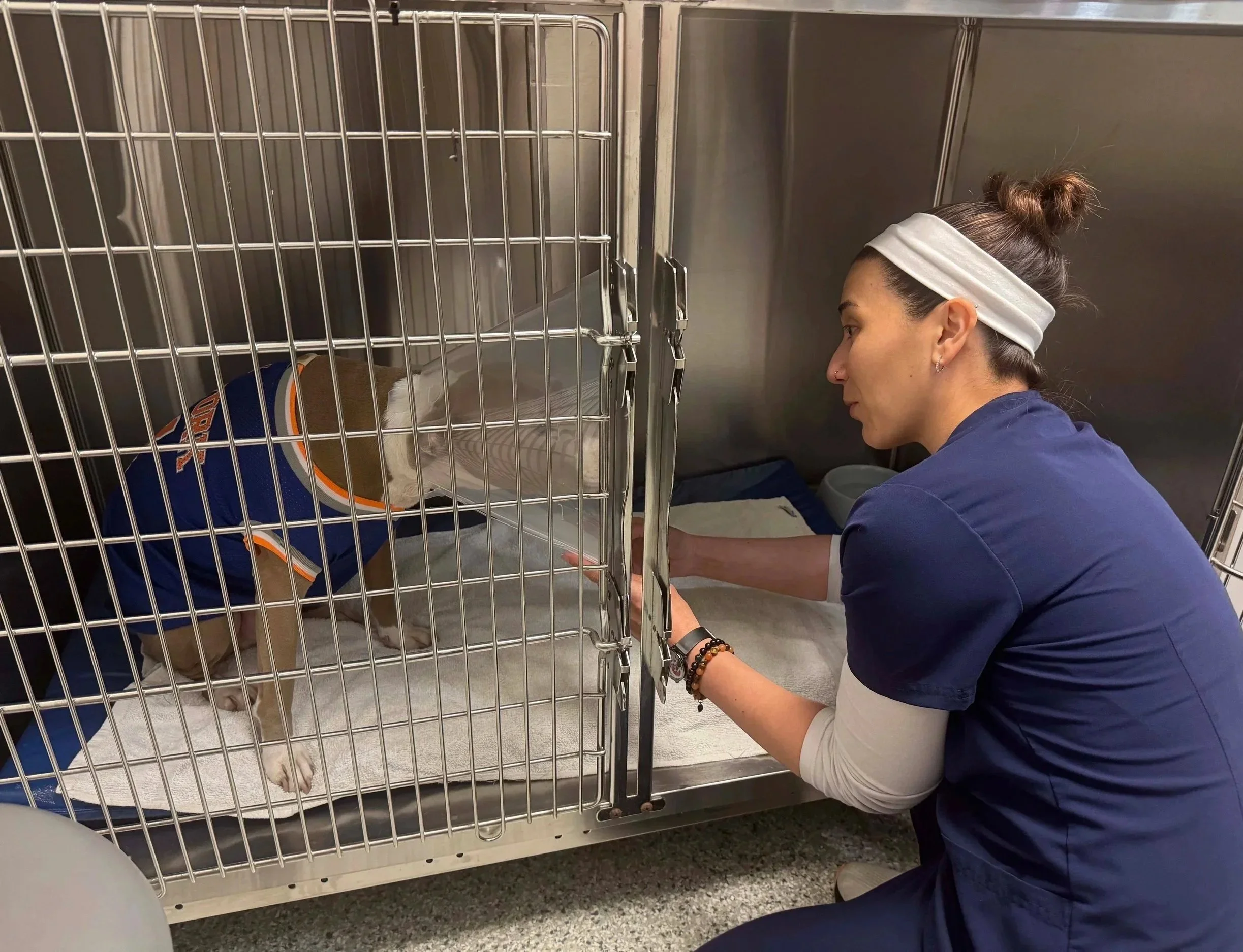 Veterinary team member checking on a dog in hospital housing at Veterinarian Pet Alliance in Newark, NJ.