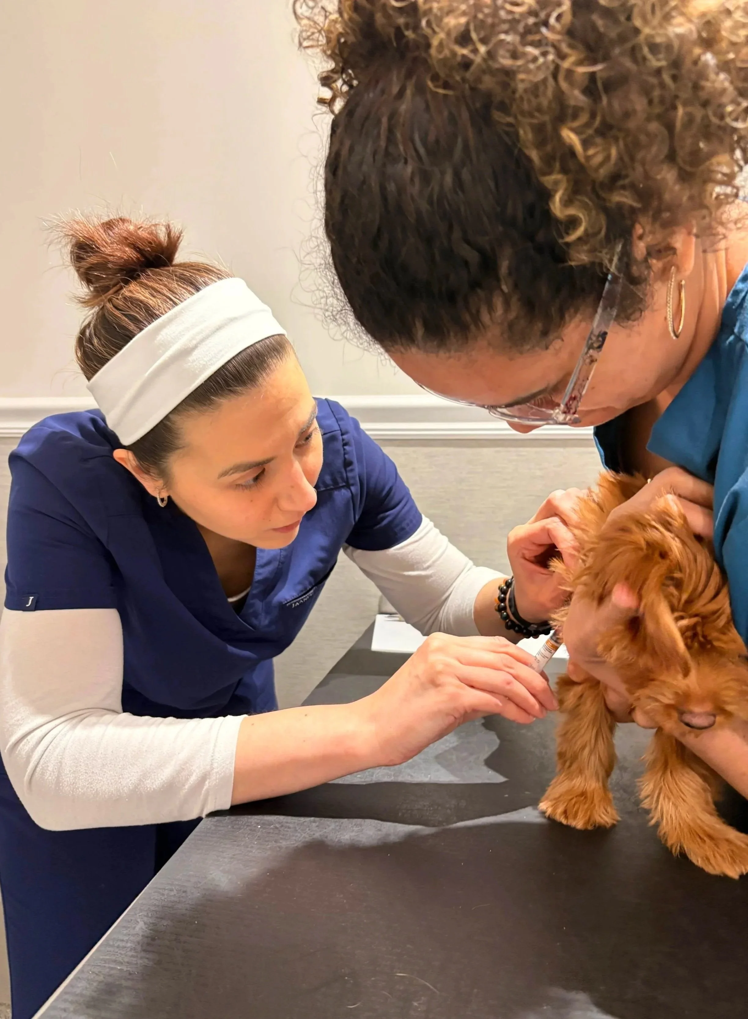 Small dog being supported by the veterinary team during a medication visit in Newark, NJ.