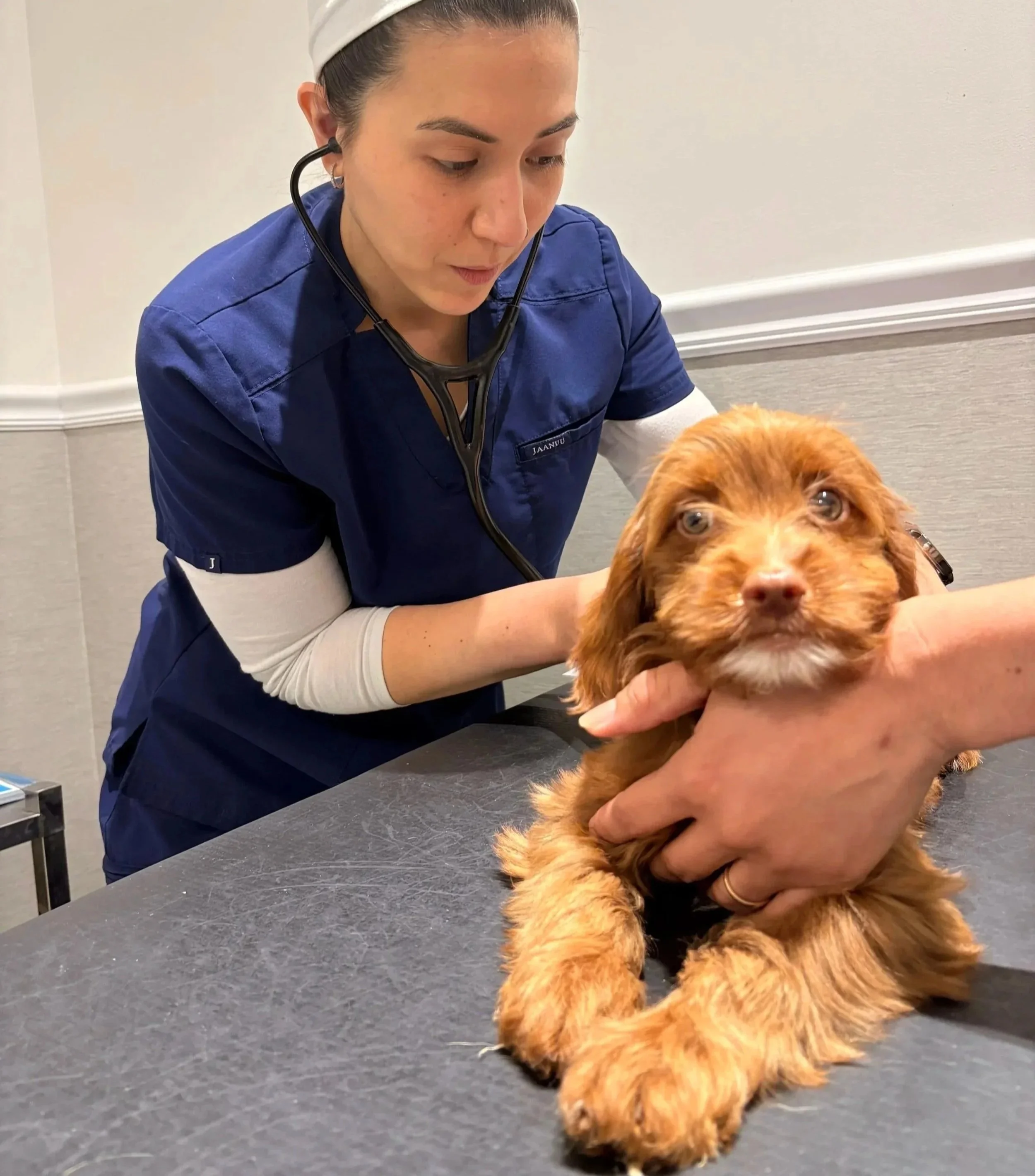 Veterinarian using a stethoscope during a dog exam for medication guidance at Veterinarian Pet Alliance in Newark, NJ.
