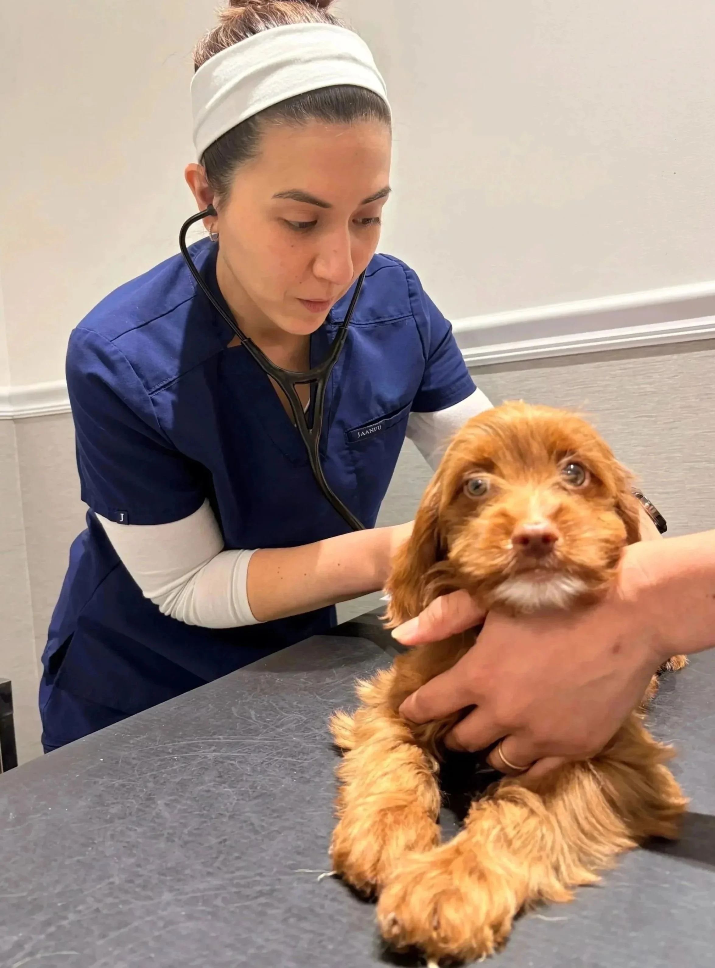 Veterinarian checking a dog's heart during a mass removal consult at Veterinarian Pet Alliance in Newark, NJ.