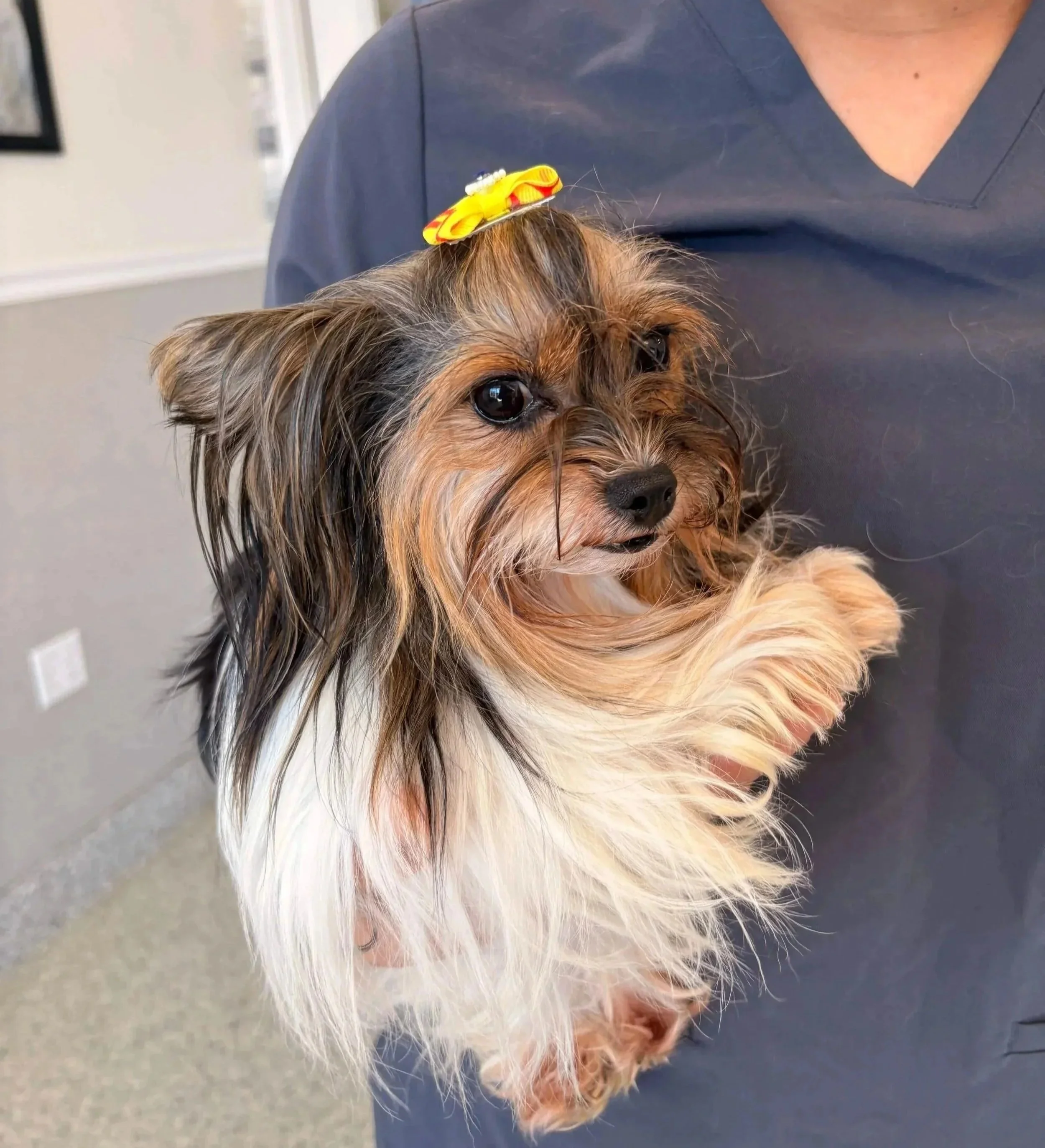 Small dog being held by a veterinary team member for a Newark, NJ surgery consultation at Veterinarian Pet Alliance.