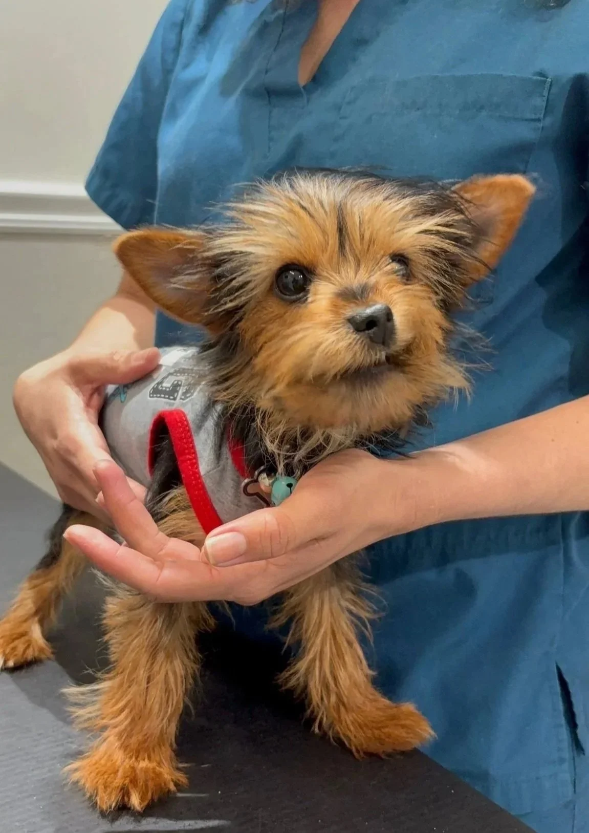 Small dog supported by a veterinary technician during wound care planning in Newark, NJ.