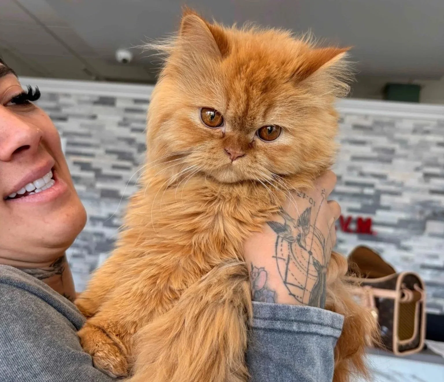 Cat vaccine consultation at Veterinarian Pet Alliance in Newark, NJ
