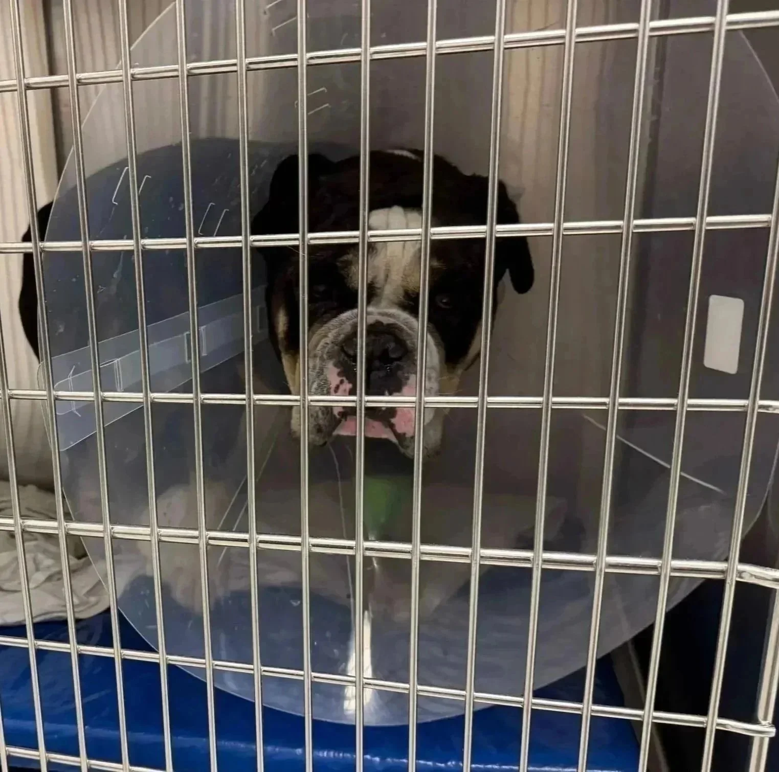 Dog resting in a veterinary kennel during recovery care at Veterinarian Pet Alliance in Newark, NJ.
