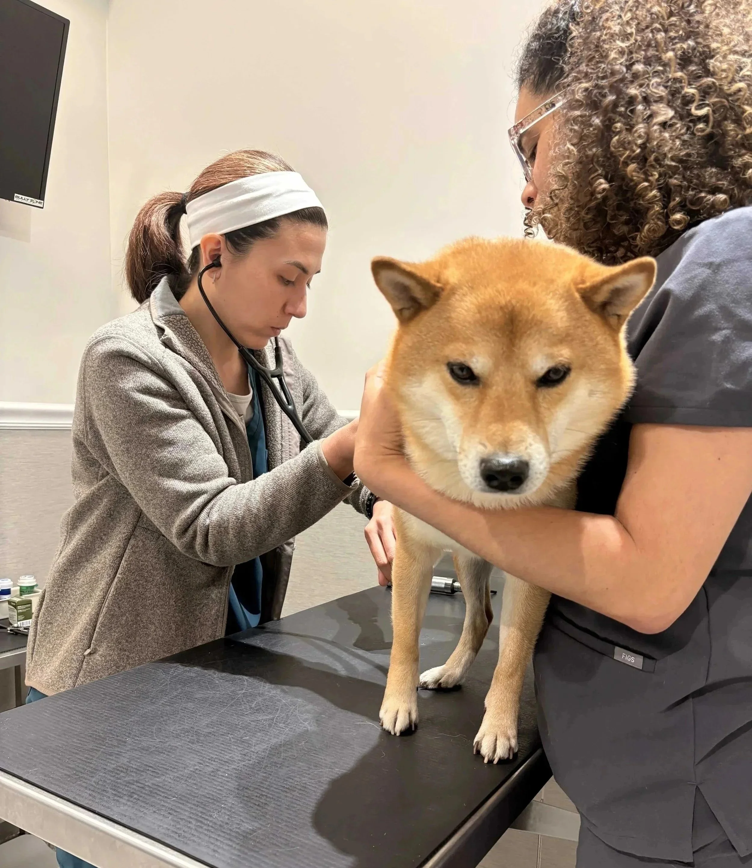 Adult dog during a vaccine exam at Veterinarian Pet Alliance in Newark, NJ
