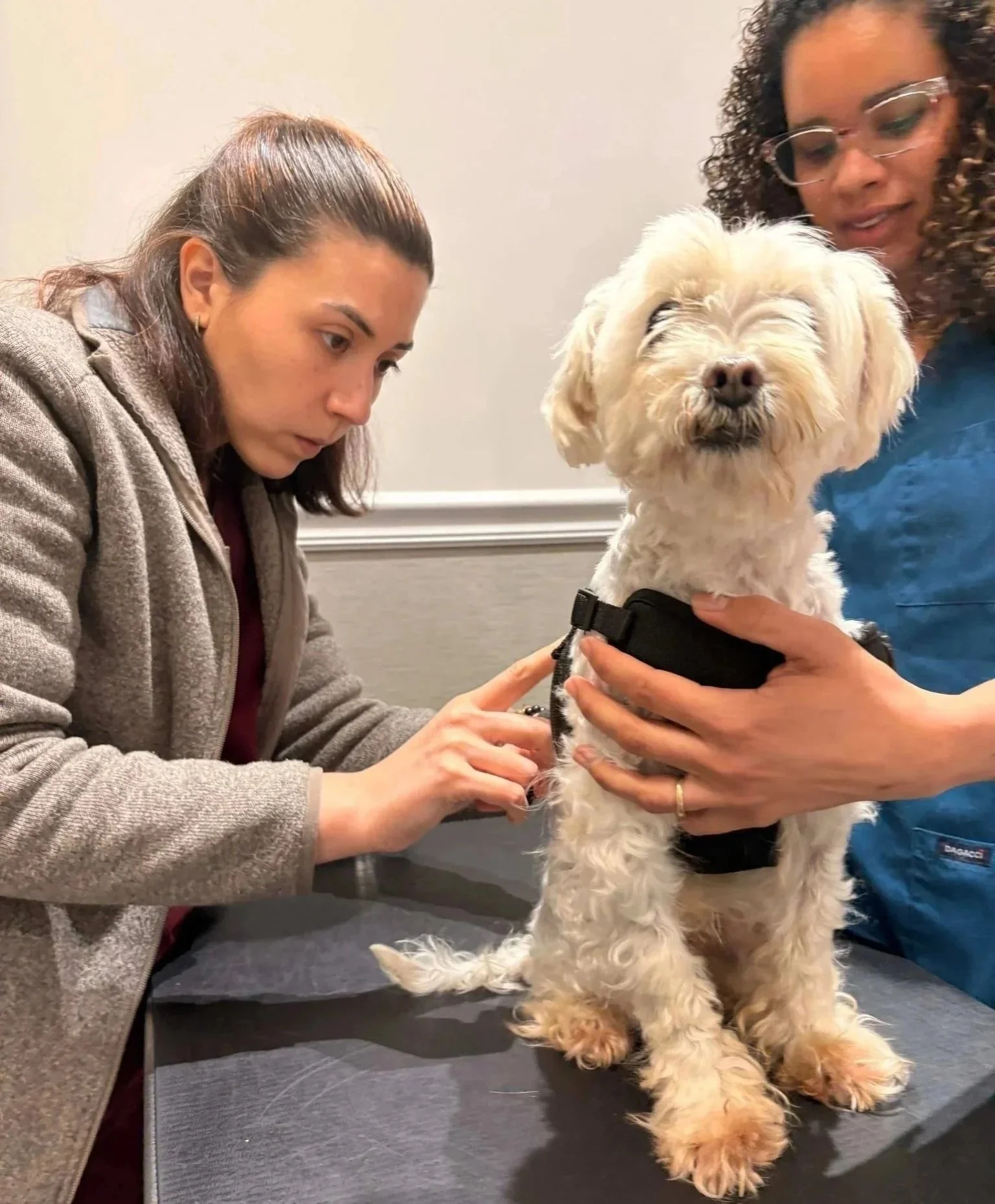 Veterinary team members examining a dog before medication refill guidance in Newark, NJ.