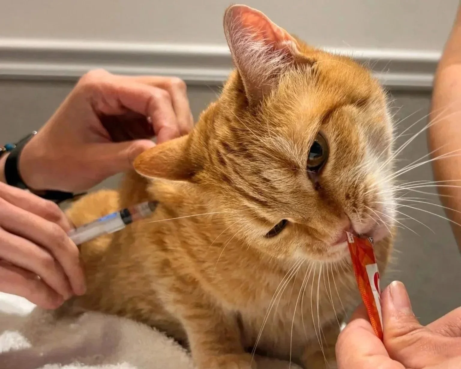 Orange cat receiving gentle medication support during a visit at Veterinarian Pet Alliance in Newark, NJ.
