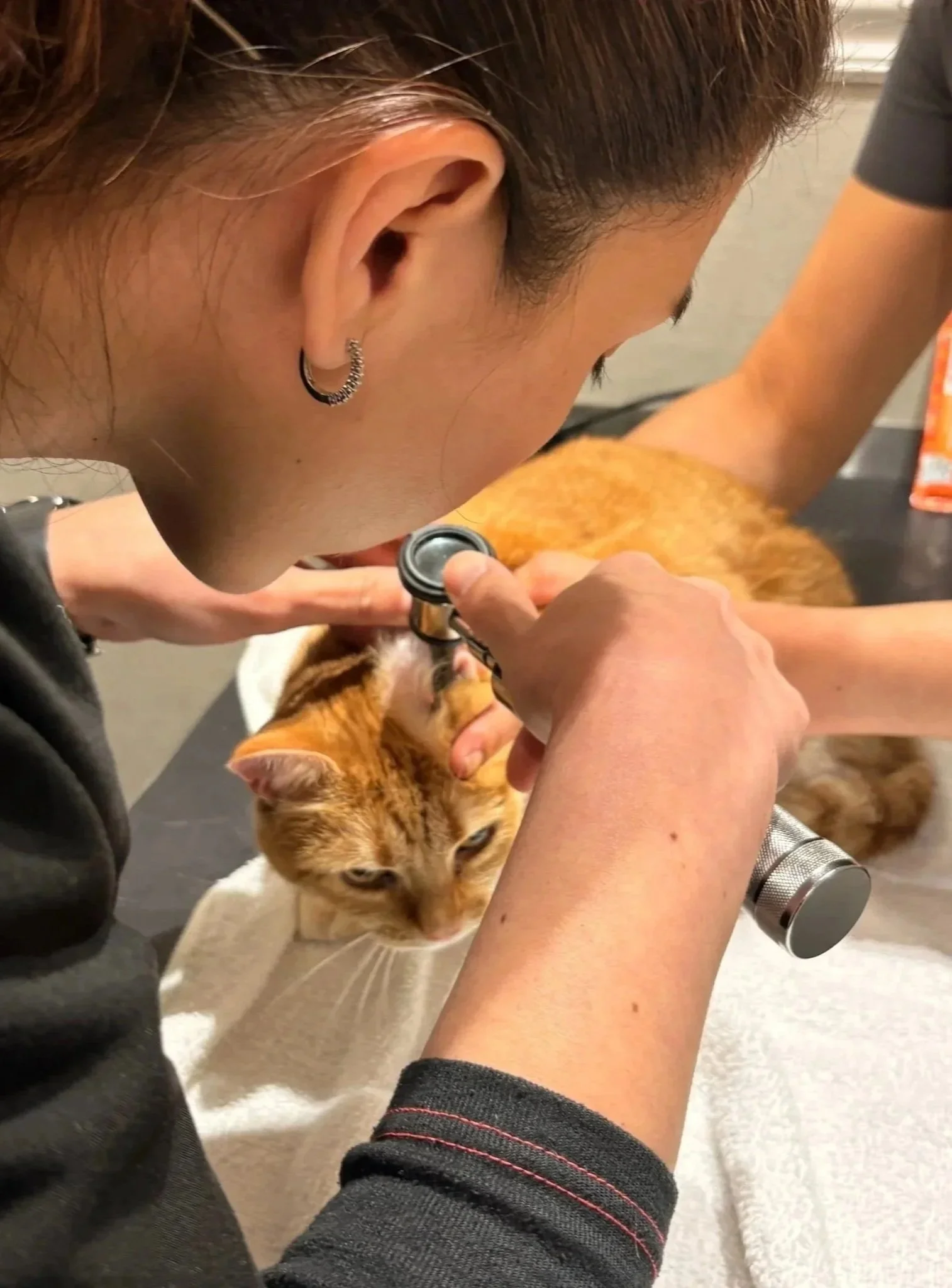 Veterinarian checking a pet's ear during an exam at Veterinarian Pet Alliance in Newark, NJ.