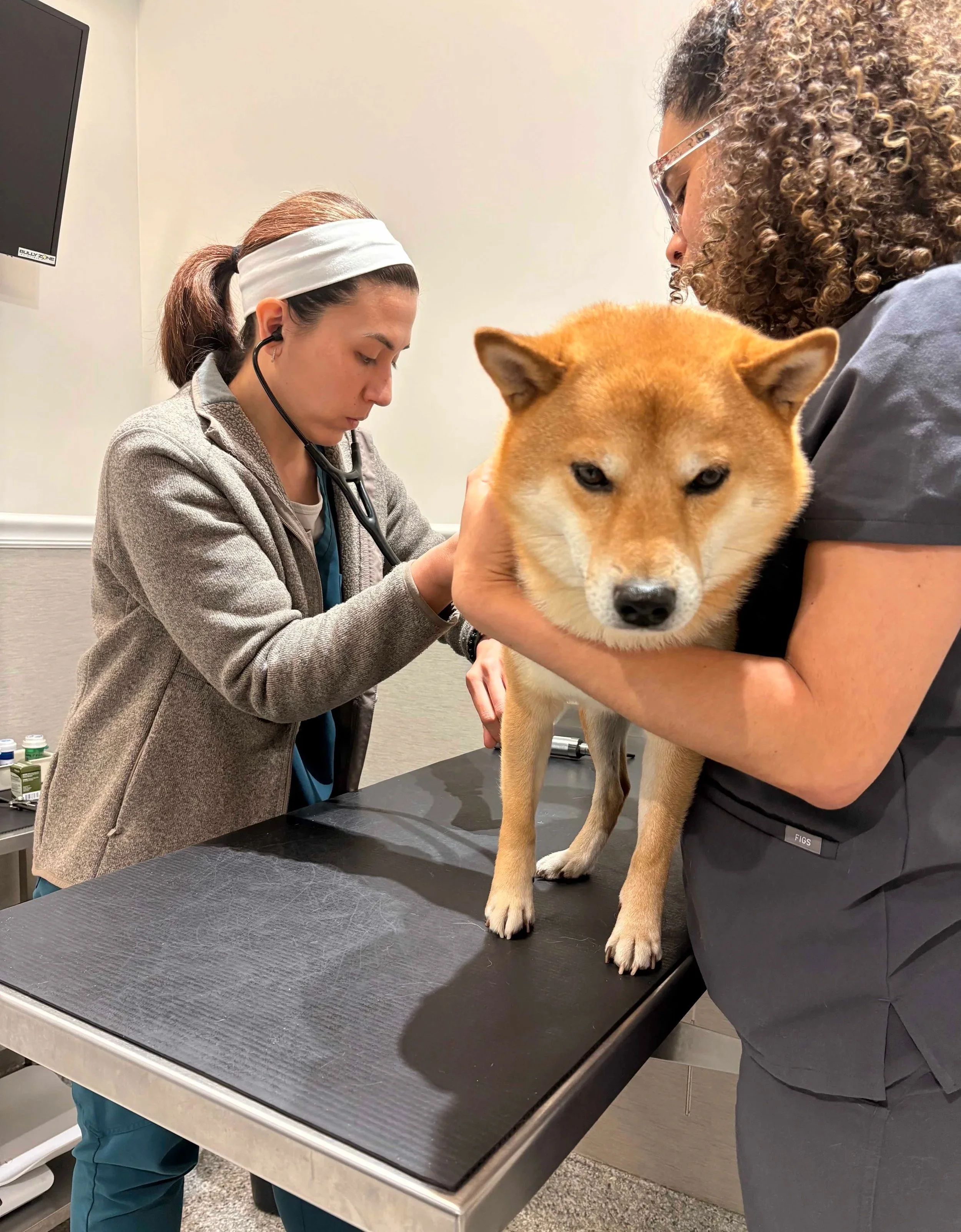 Veterinarian examining a dog on an exam table before diagnostic imaging at Veterinarian Pet Alliance in Newark, NJ.