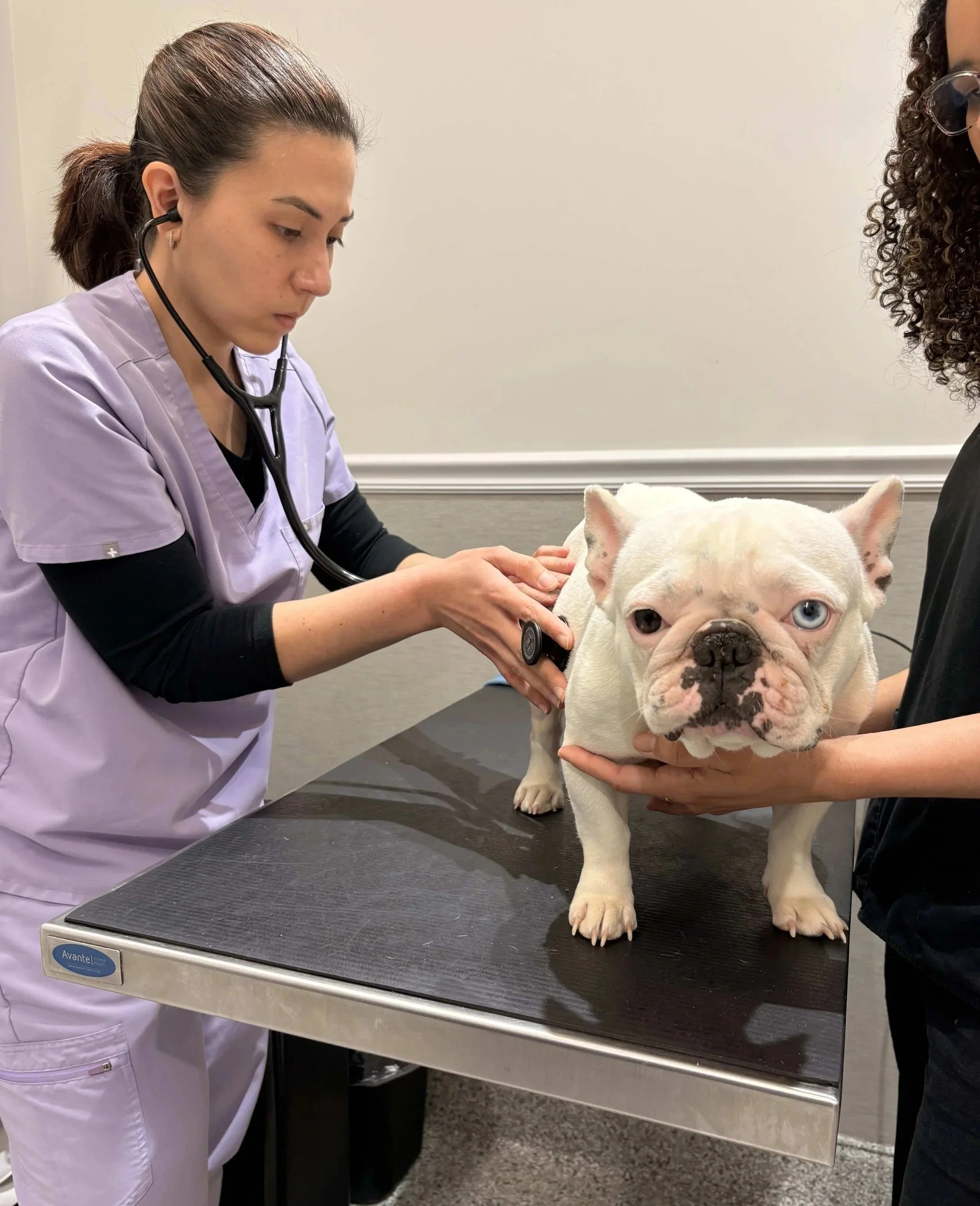 Dog being examined before pet bloodwork and diagnostic testing at Veterinarian Pet Alliance in Newark, NJ