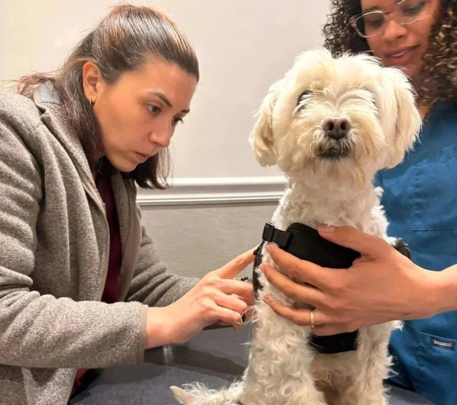 Dog receiving a DHPP vaccine at Veterinarian Pet Alliance in Newark, NJ