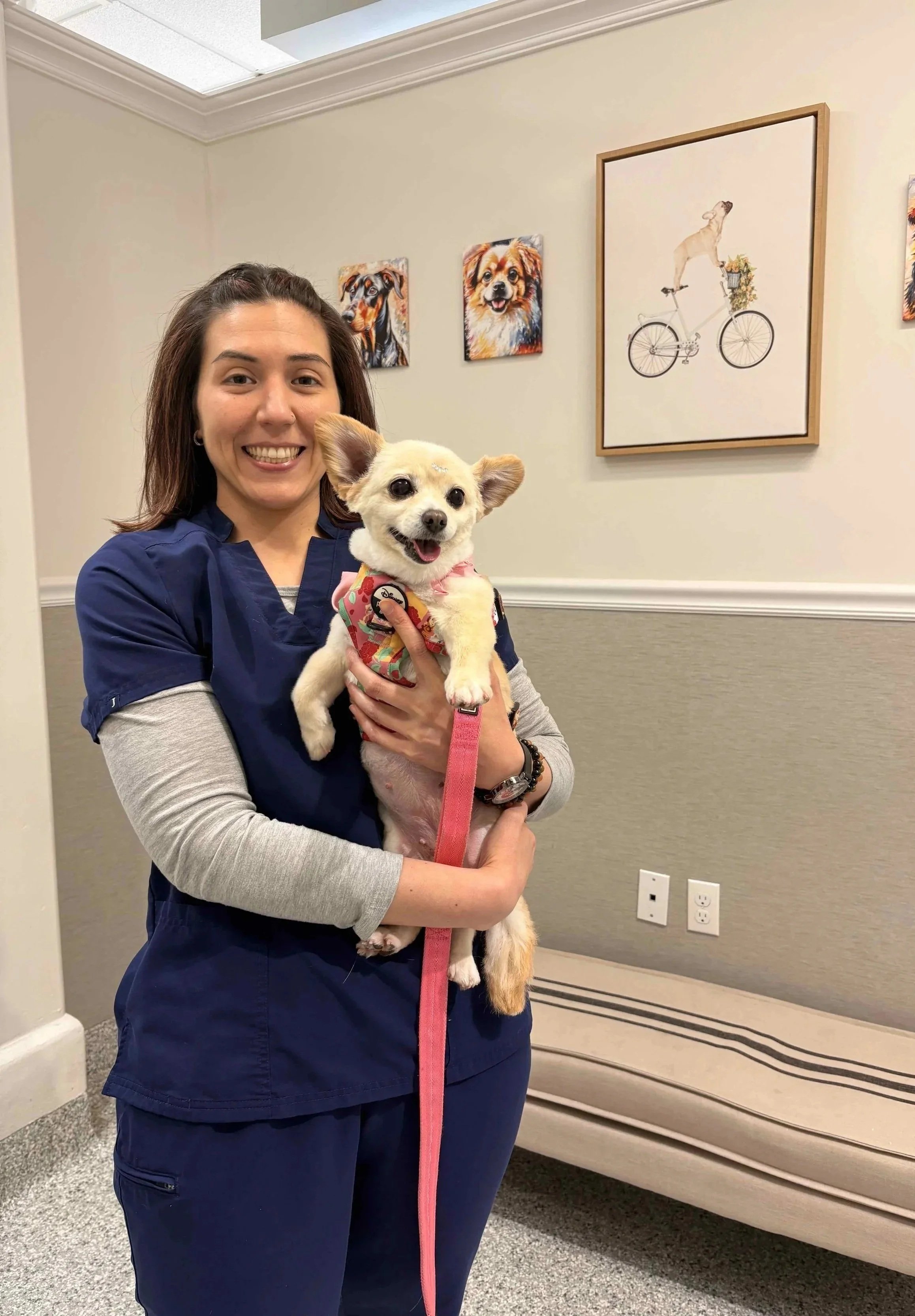 Dog eye infection treatment visit at a Newark NJ veterinary clinic