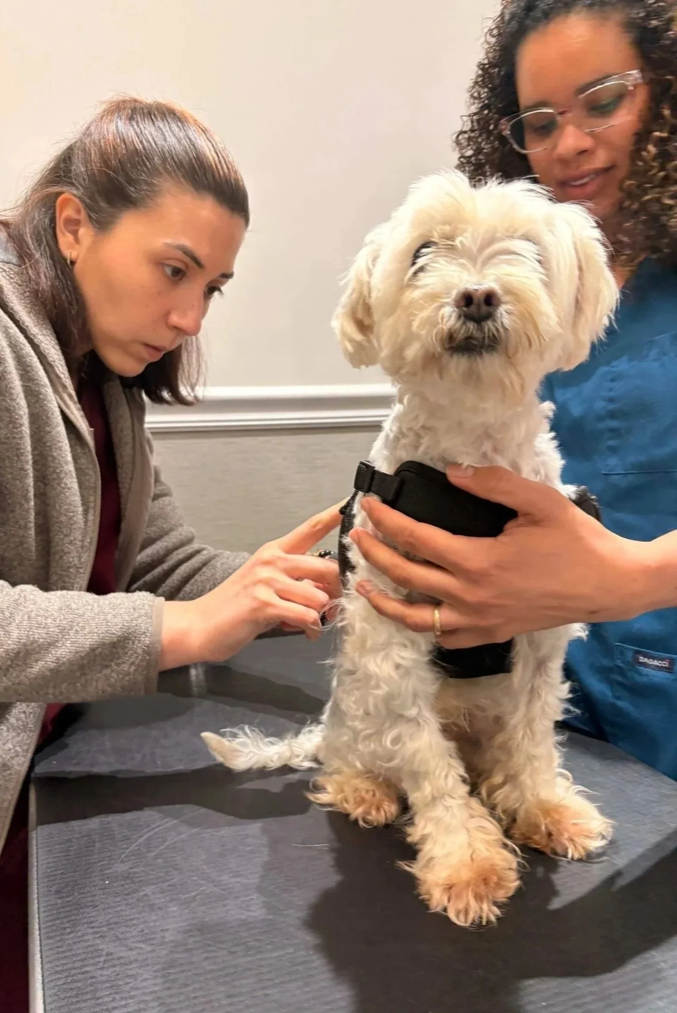 Veterinarian examining a small dog during an anti-inflammatory medication evaluation at Veterinarian Pet Alliance in Newark, NJ.