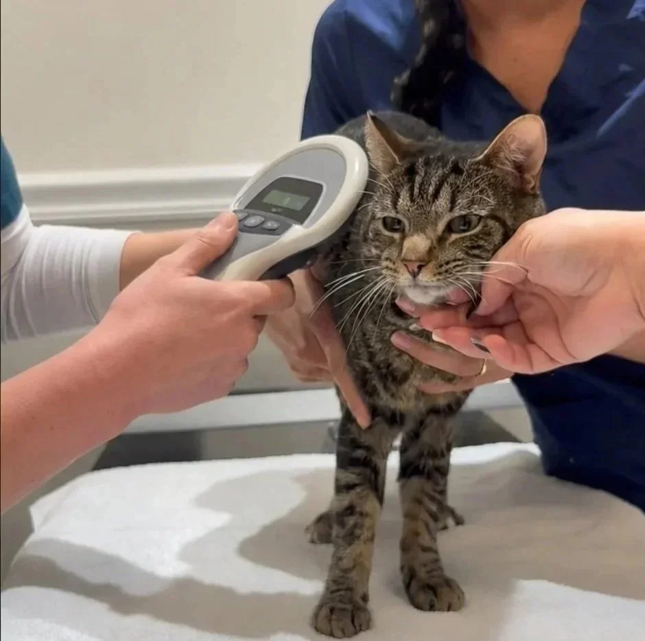 Tabby cat being scanned for a microchip at Veterinarian Pet Alliance
