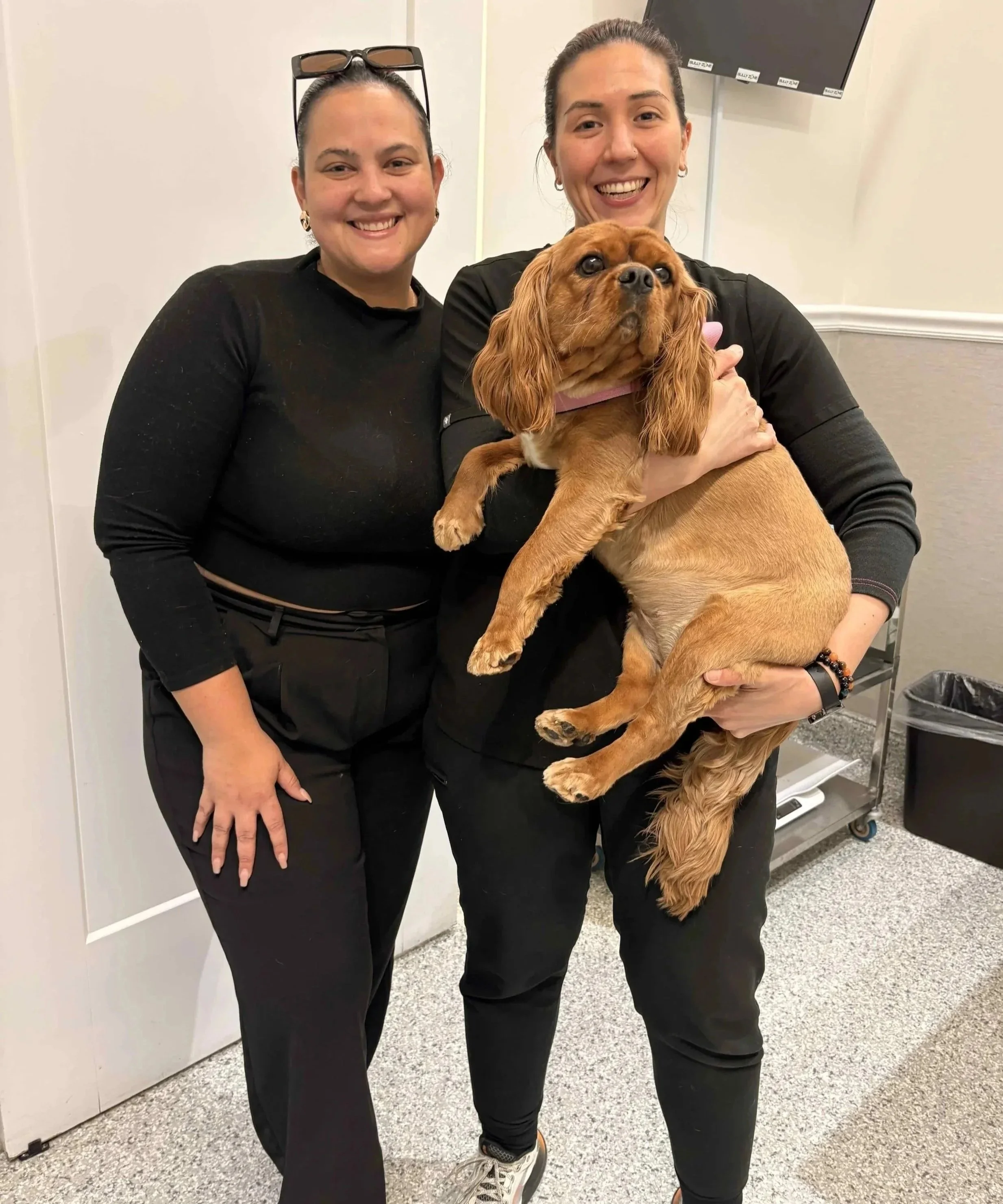 Veterinary team with a dog for pet travel certificate care in Newark, NJ.
