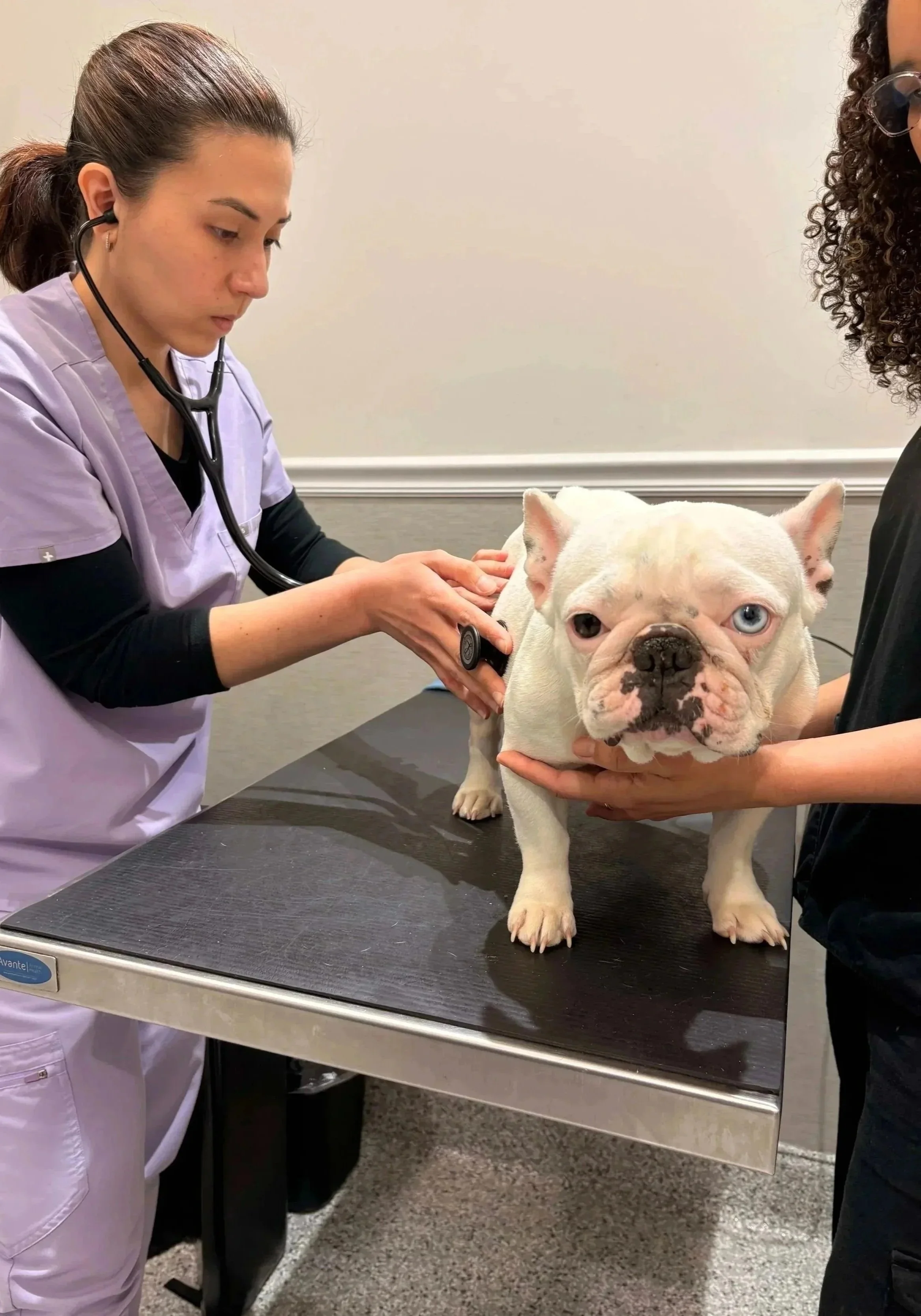 A veterinarian examines a dog during a parasite medication visit at Veterinarian Pet Alliance in Newark.