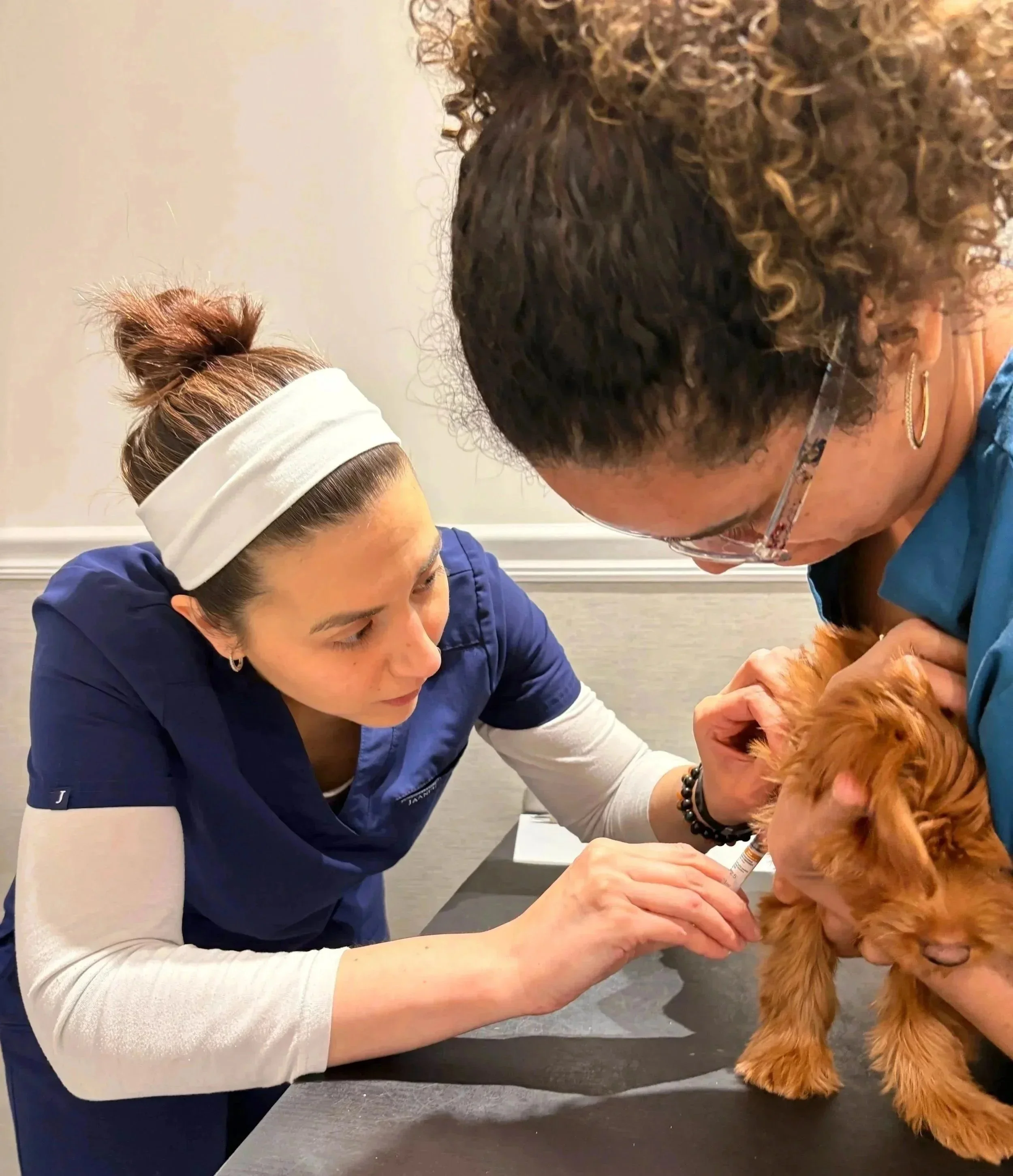 Puppy receiving gentle handling during a vaccination visit at Veterinarian Pet Alliance in Newark, NJ.
