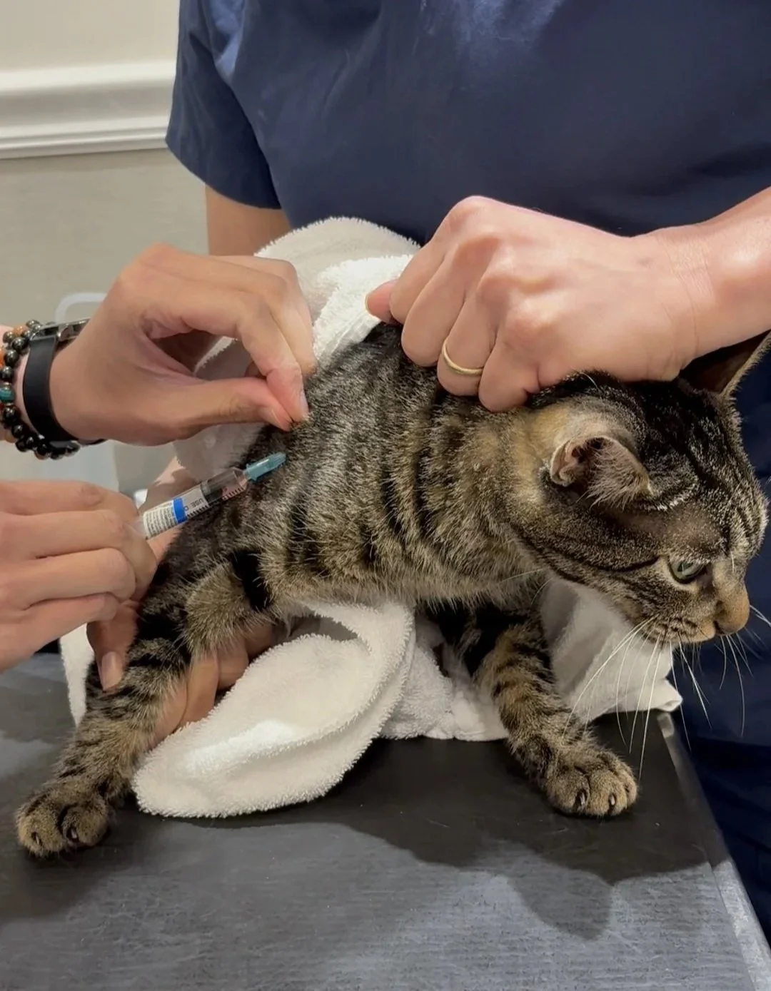 Cat receiving veterinary care for pet travel certificate requirements in Newark, NJ.