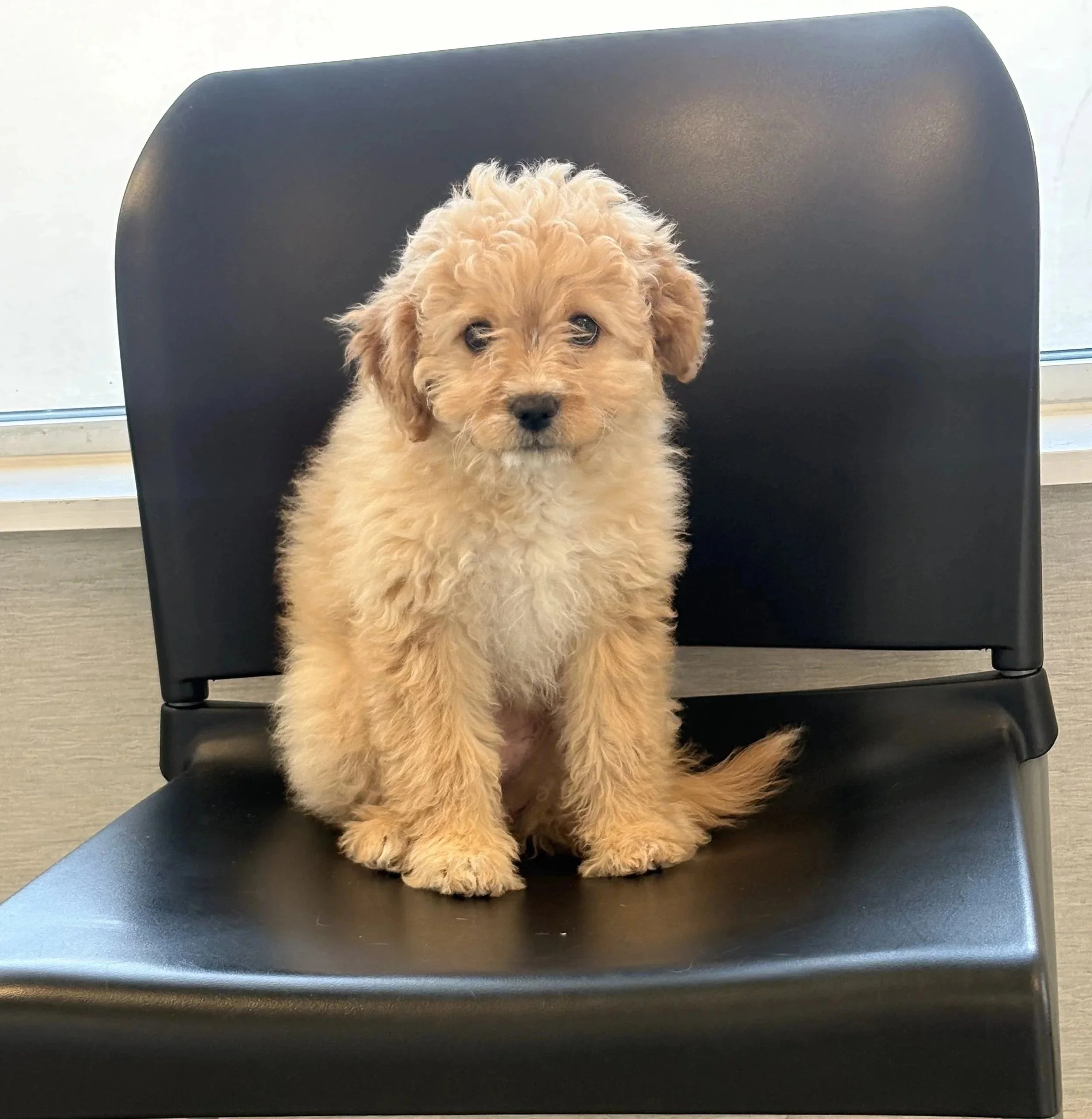 Puppy at Veterinarian Pet Alliance in Newark, NJ for distemper vaccine planning