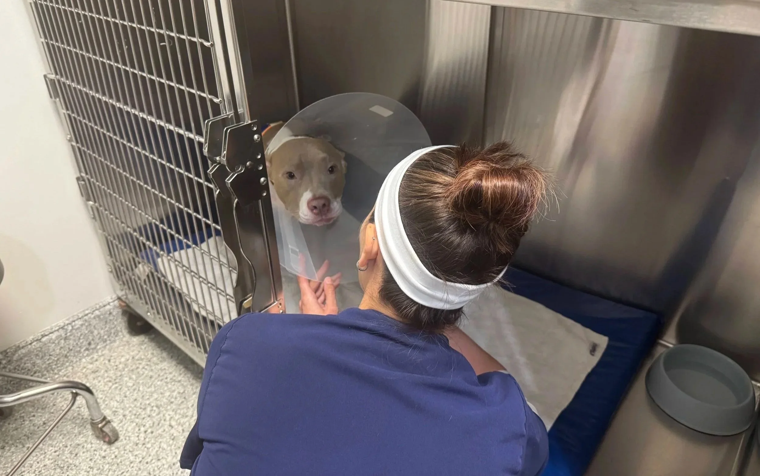 Veterinary team member monitoring a dog in hospital housing after care at Veterinarian Pet Alliance in Newark, NJ.