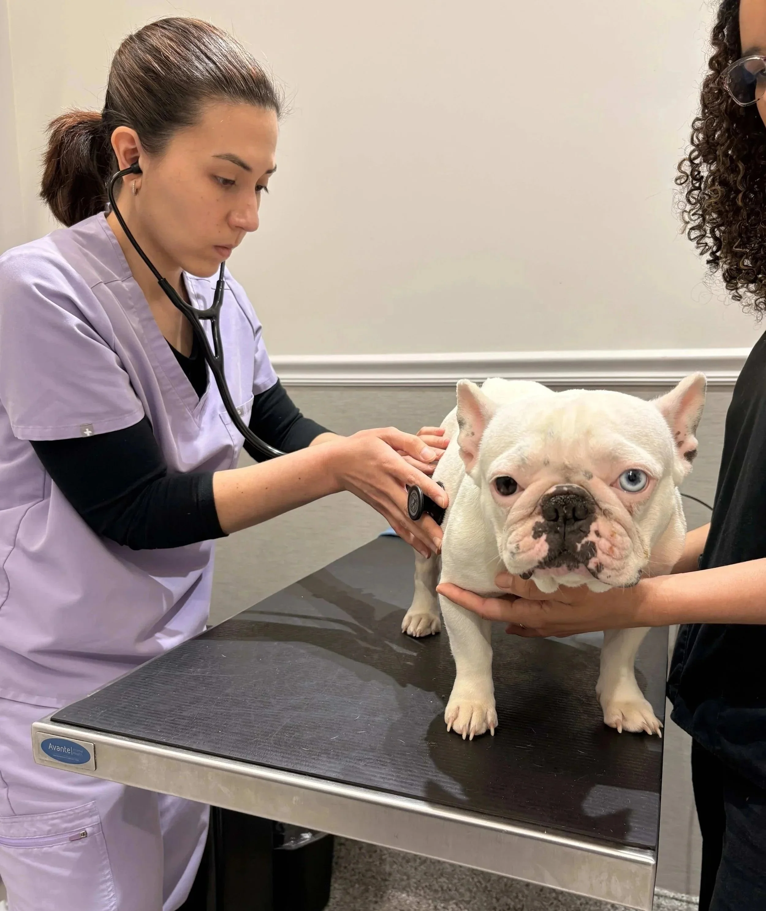 Newark veterinarian checking a dog during a parasite prevention visit