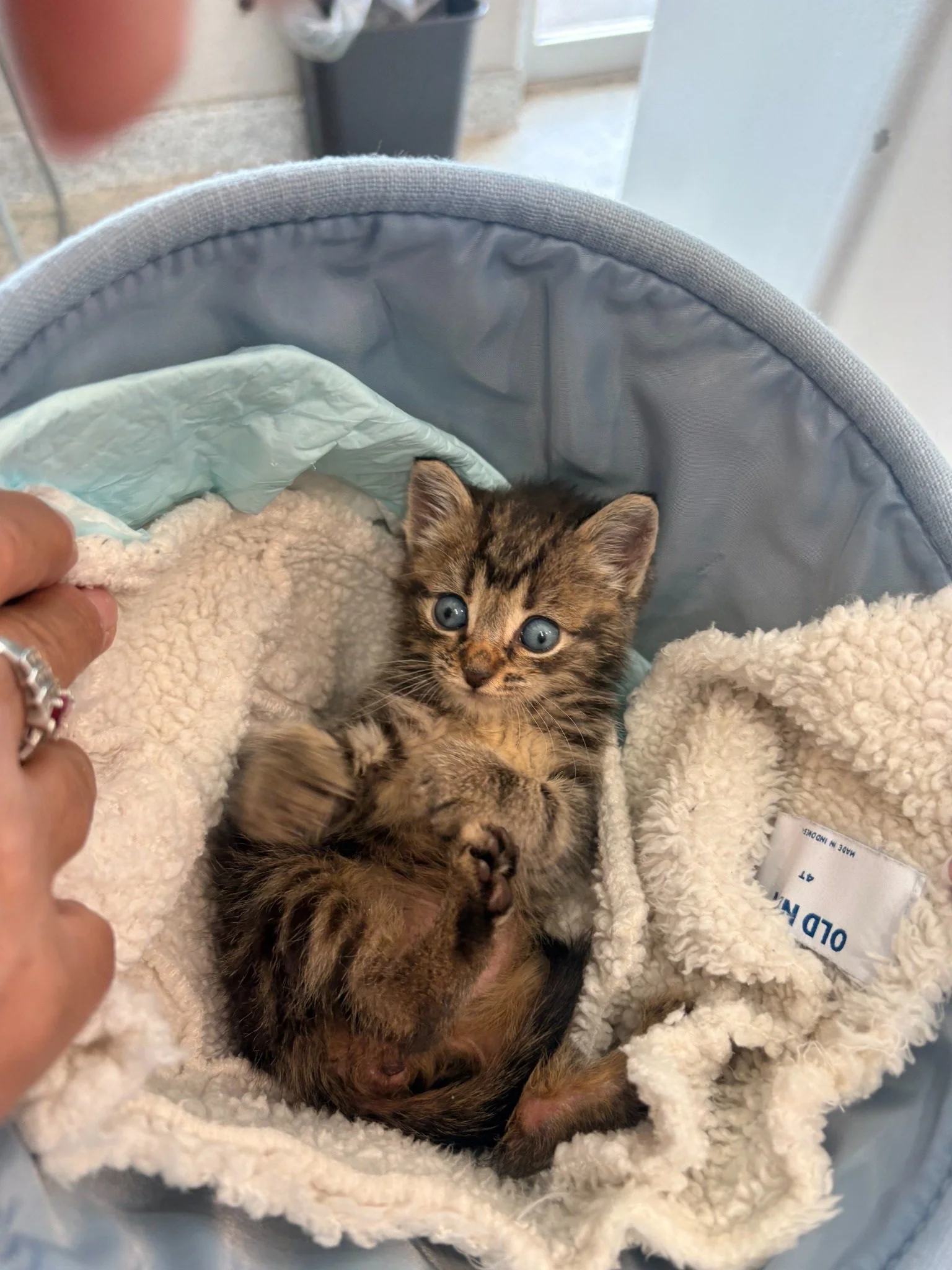 Kitten rests in a soft blanket during supportive veterinary care at Veterinarian Pet Alliance in Newark NJ.