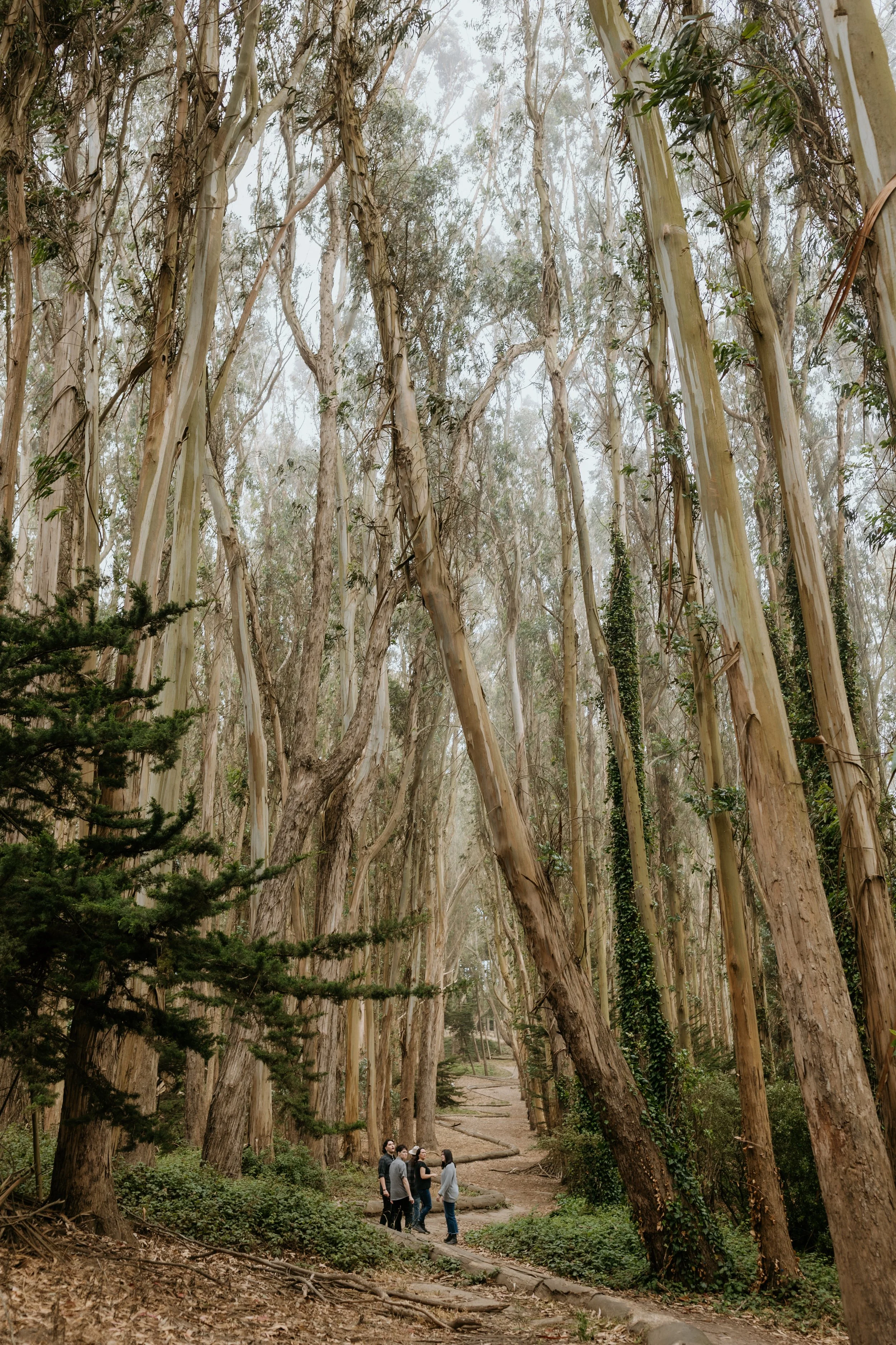 Lovers Lane walking path in the Presidio San Francisco