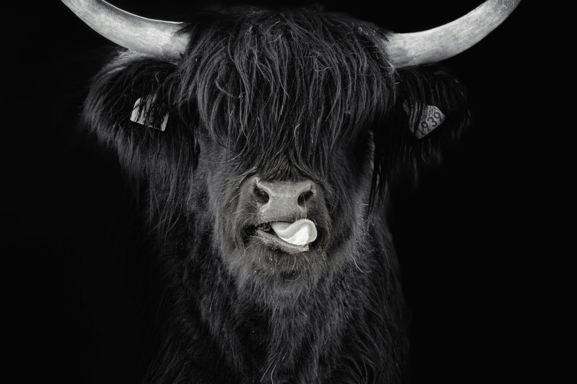 Close-up black-and-white photo of a Highland cow with long hair covering its eyes, large curved horns, and a tongue sticking out.