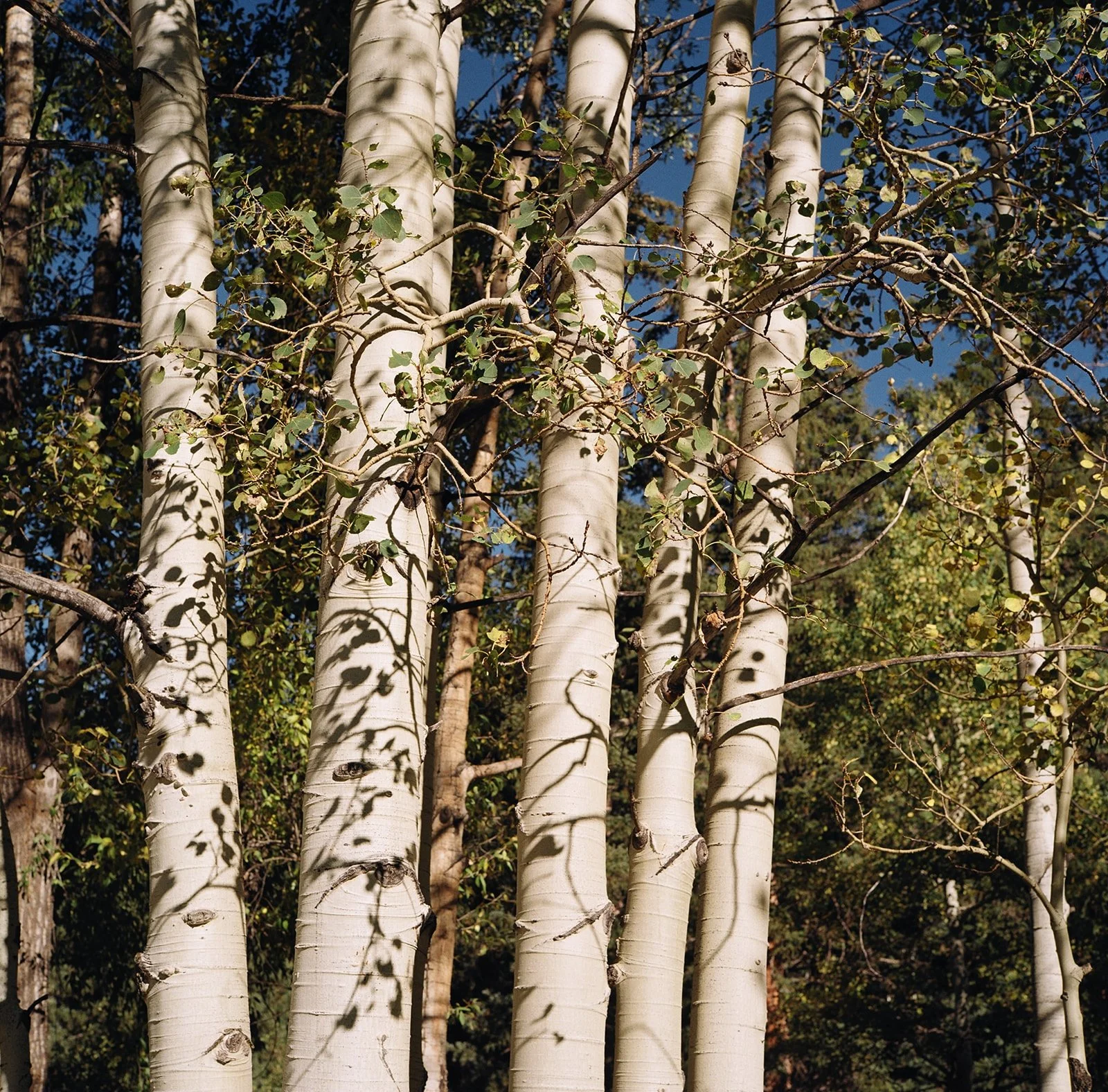 Why Healing Can't Be Rushed: Nervous System-Informed Trauma Therapy in Denver