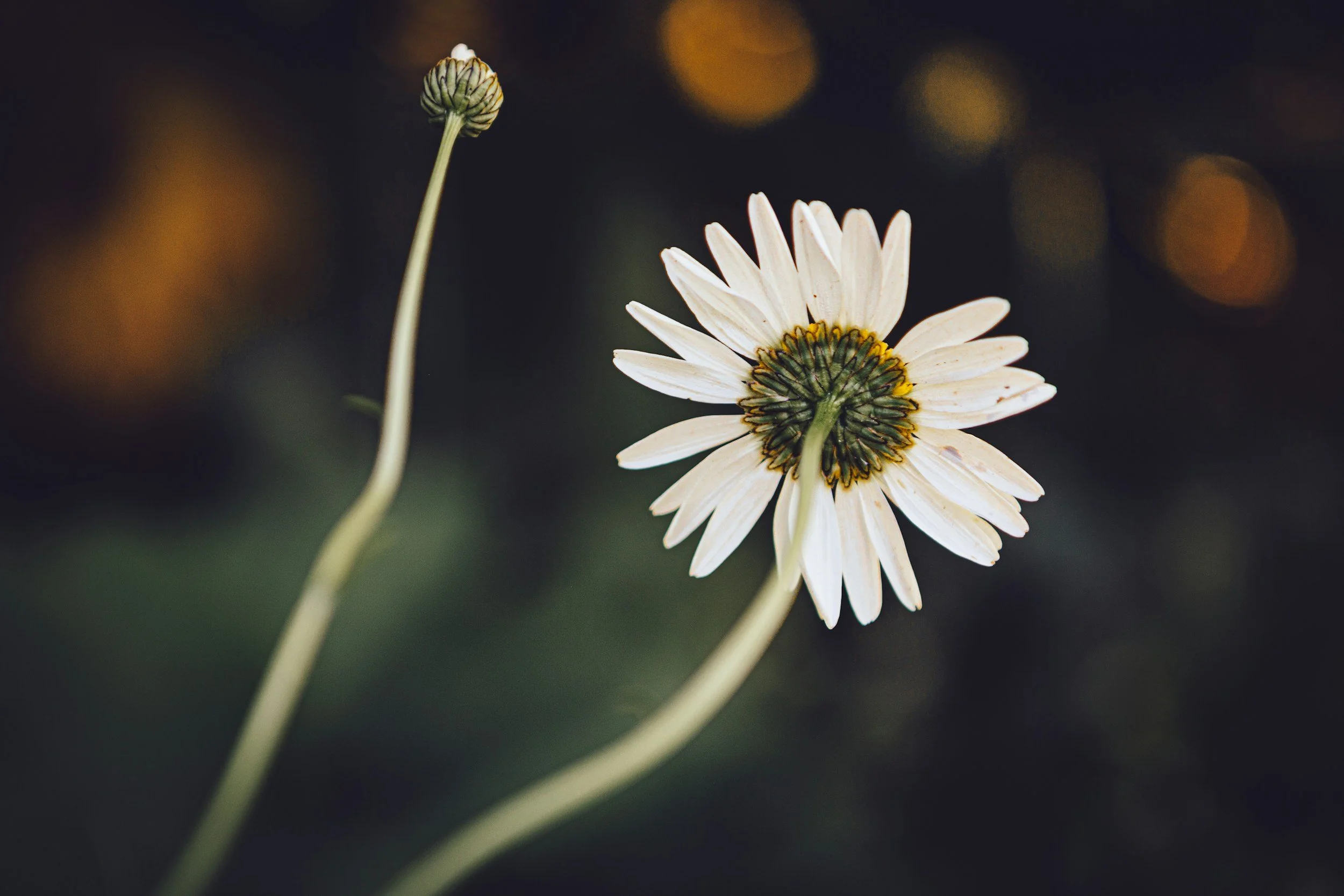 Therapy for Perfectionism in Cherry Creek, Denver