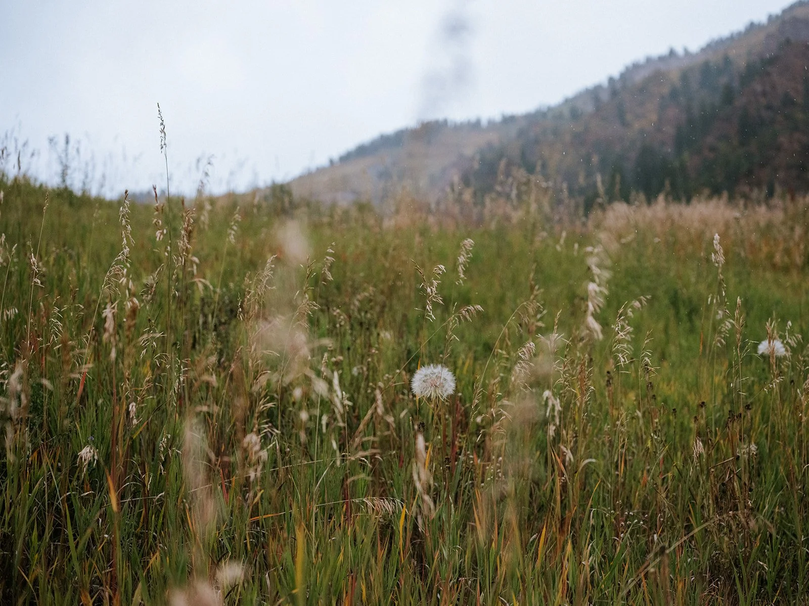 Wild grass and dandelions in a meadow in Aspen, Colorado