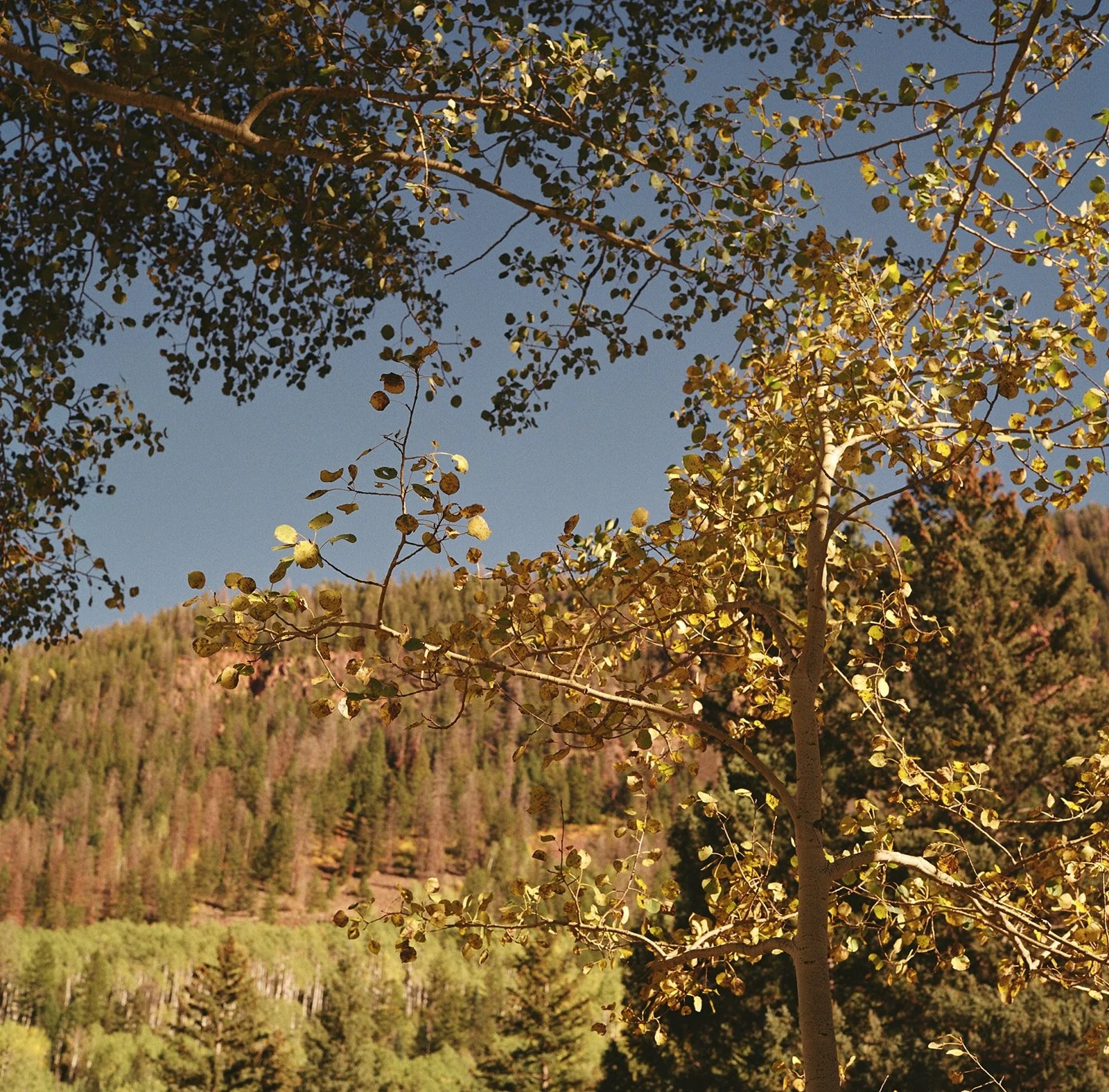 Trauma therapy in Denver, CO
