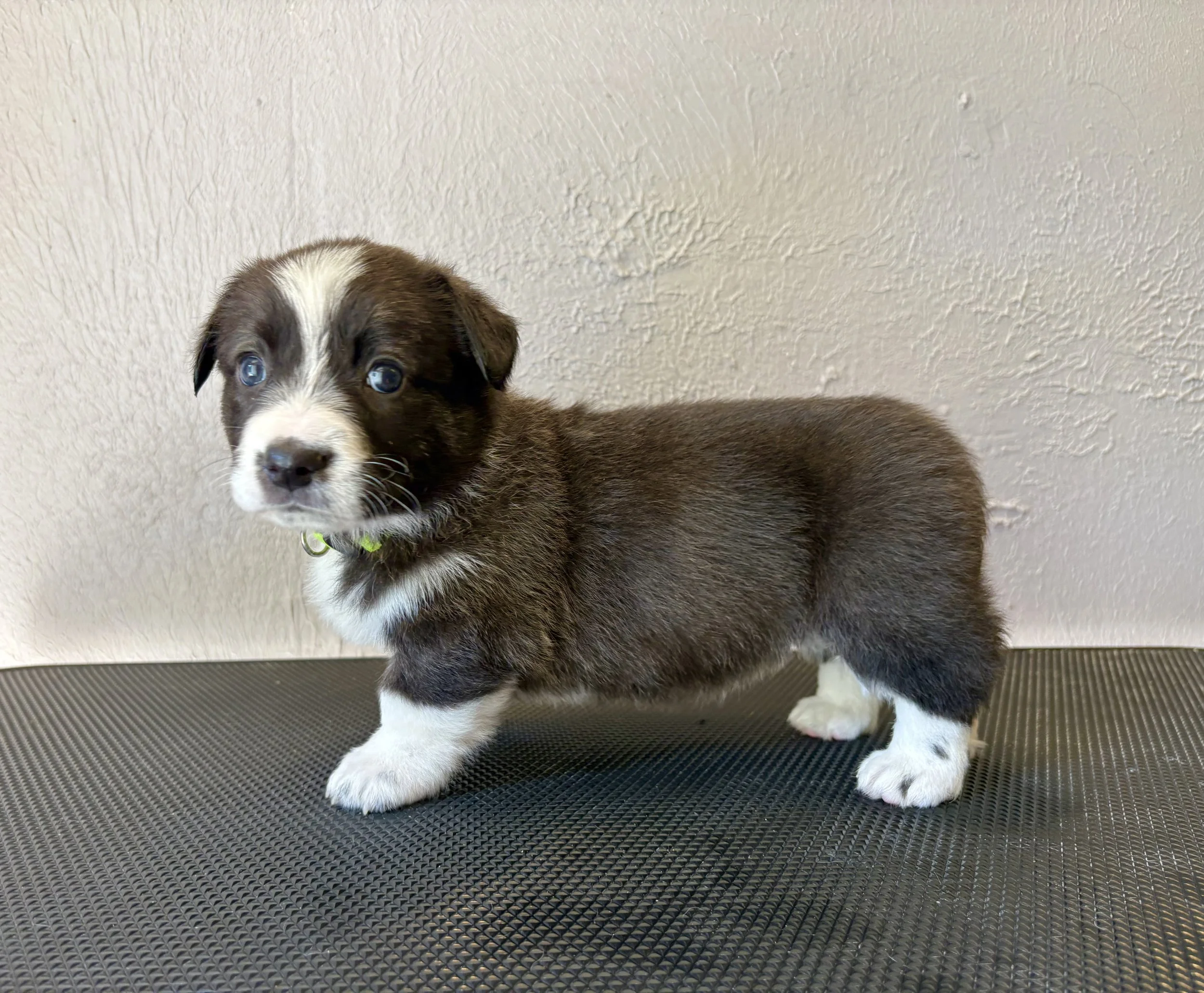 IMG_0003.jpeg