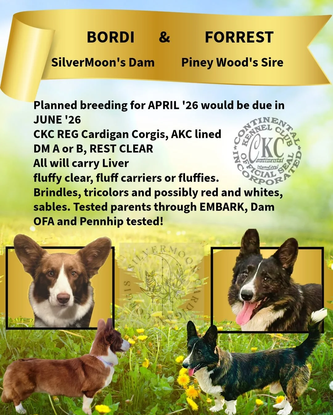 Secondly we have our updates for our babies here at Silvermoon! 

We received back both phoebes and onyx&rsquo;s embarks! The crazy good news is phoebes showed she actually carries the liver gene so we are extremely lucky there! Onyxs showed the init