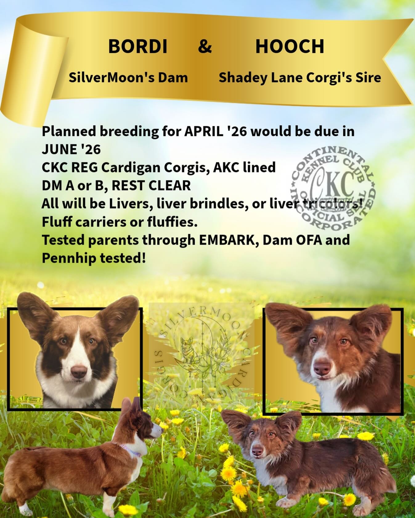 We recently with the help of another breeder figured out a way to possibly get Bordis AKC  registration corrected so in the meantime we decided to go ahead and keep her in the program as she&rsquo;s an amazing mother, great overall temperamented girl