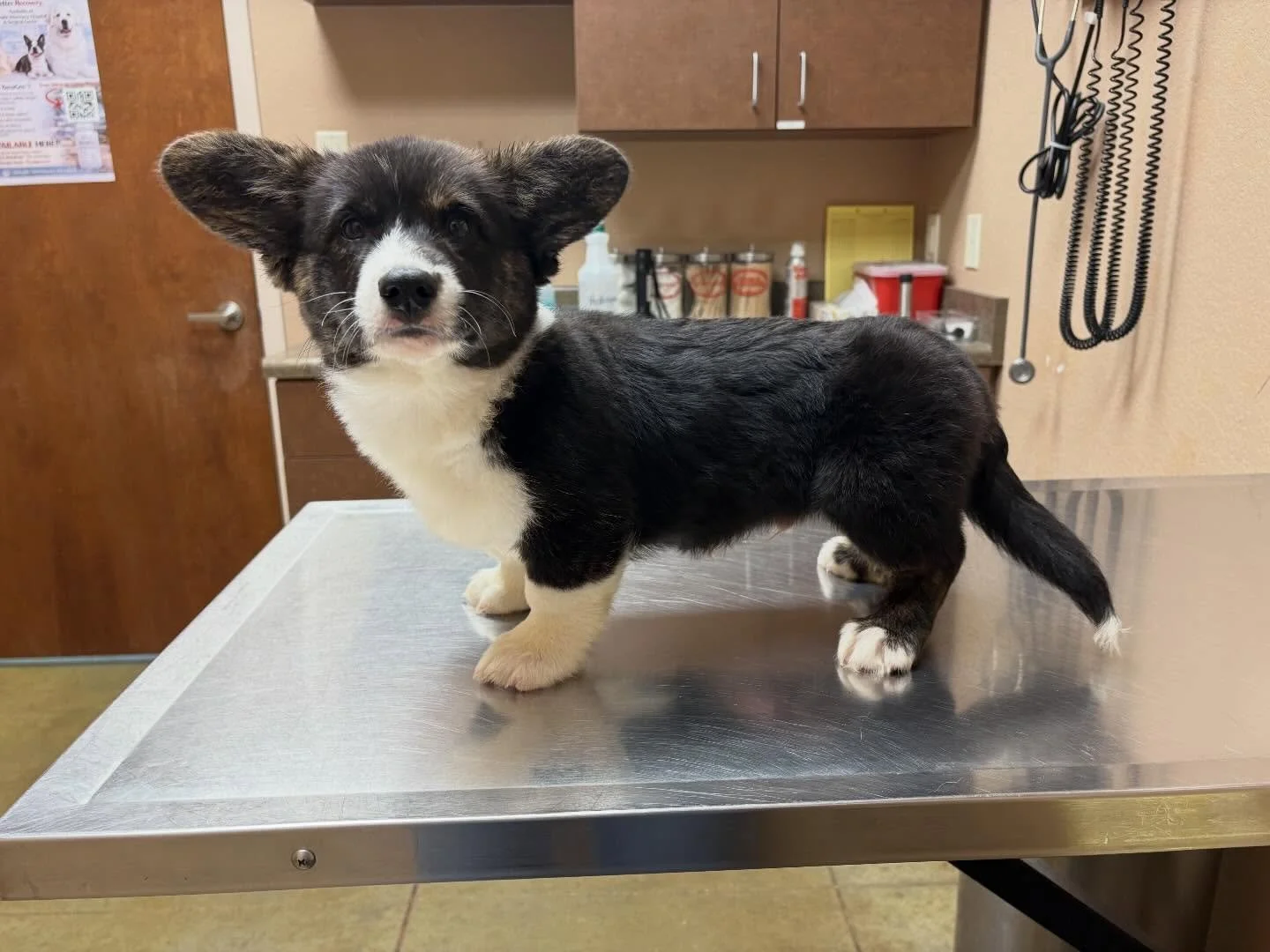 Unfortunately Mr Rudolph&rsquo;s family has fallen through due to no fault of his own! He is dm clear or carrier, fluffy carrier, brindle pointed tricolor he is open only to pet homes! He is our last American corgi and is CKC registered his sire is W
