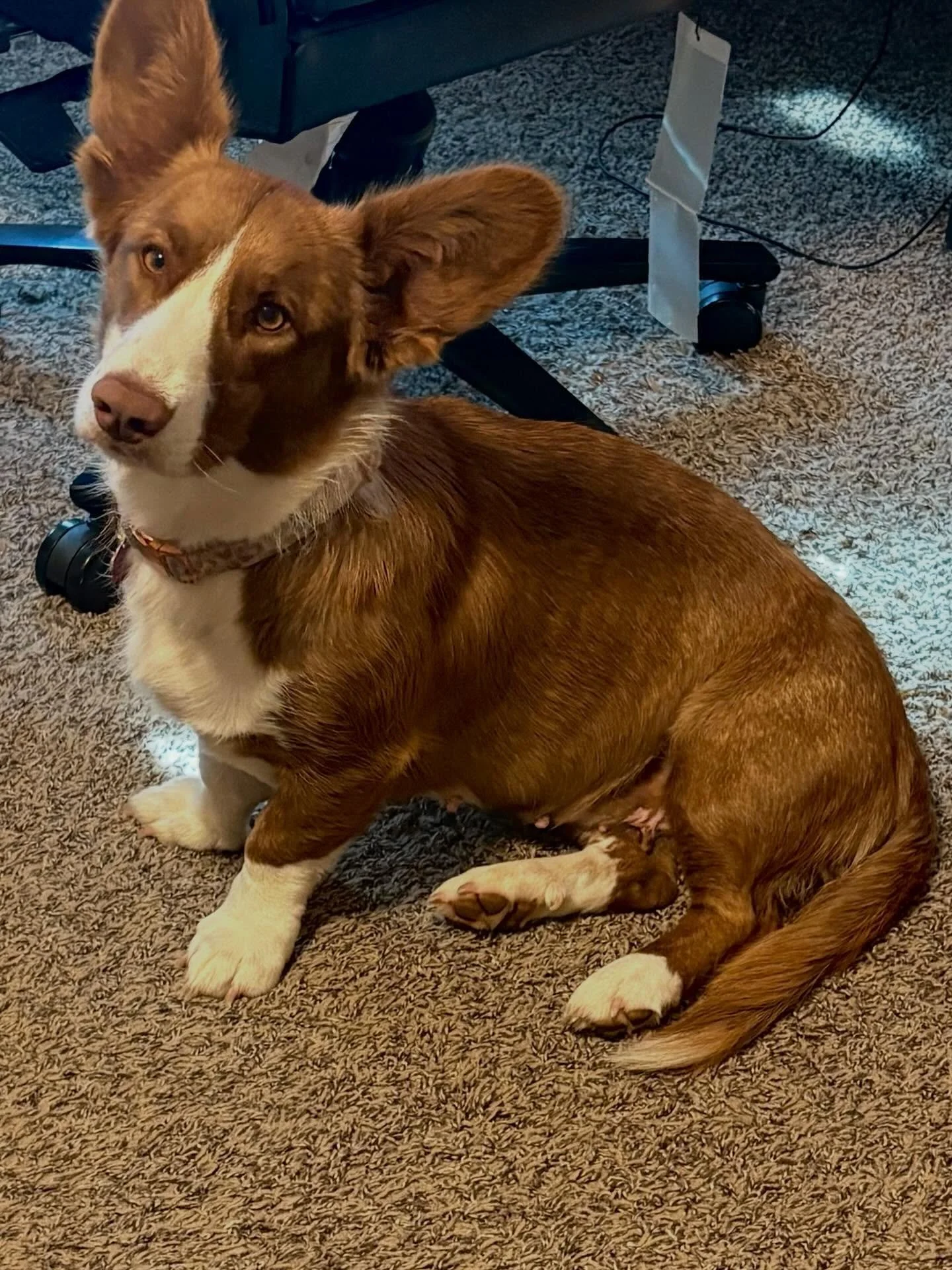 ‼️‼️‼️ WAITLIST INFO ‼️‼️‼️

How it works-

You contact us to discuss your preferences on a litter in regards to coloration, temperament, and coat type.
We will ask questions regarding your knowledge of the breed, daily life, and ask you to review ou