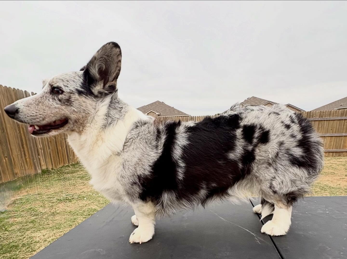 Working on some stacking with onyx and phoebe they are just starting out along with us in the show world but I think we&rsquo;re not off to a bad start! Still some work to do but we&rsquo;re getting there 💙🐾❤️

Also if anyone makes stacking platfor