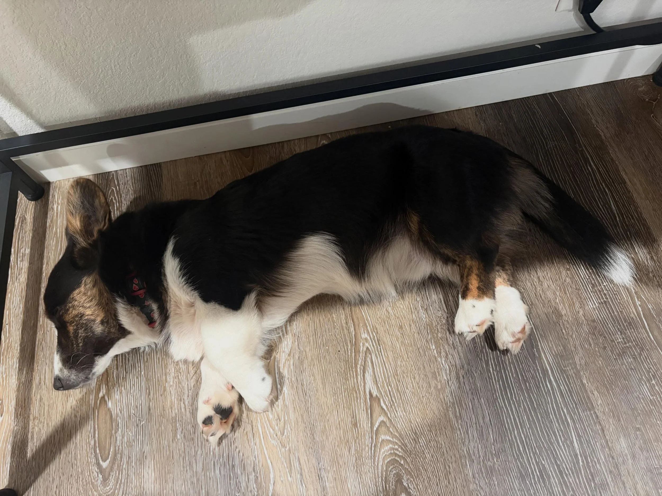 It&rsquo;s nap time over here ya&rsquo;ll! 

These sweet bundles of fur are cuddled up today with the rain outside! Who thinks phoebes looking a lil chunky lol??! 👀❤️🐾

#ukc #cardiganwelshcorgi #akc #texas #healthtested