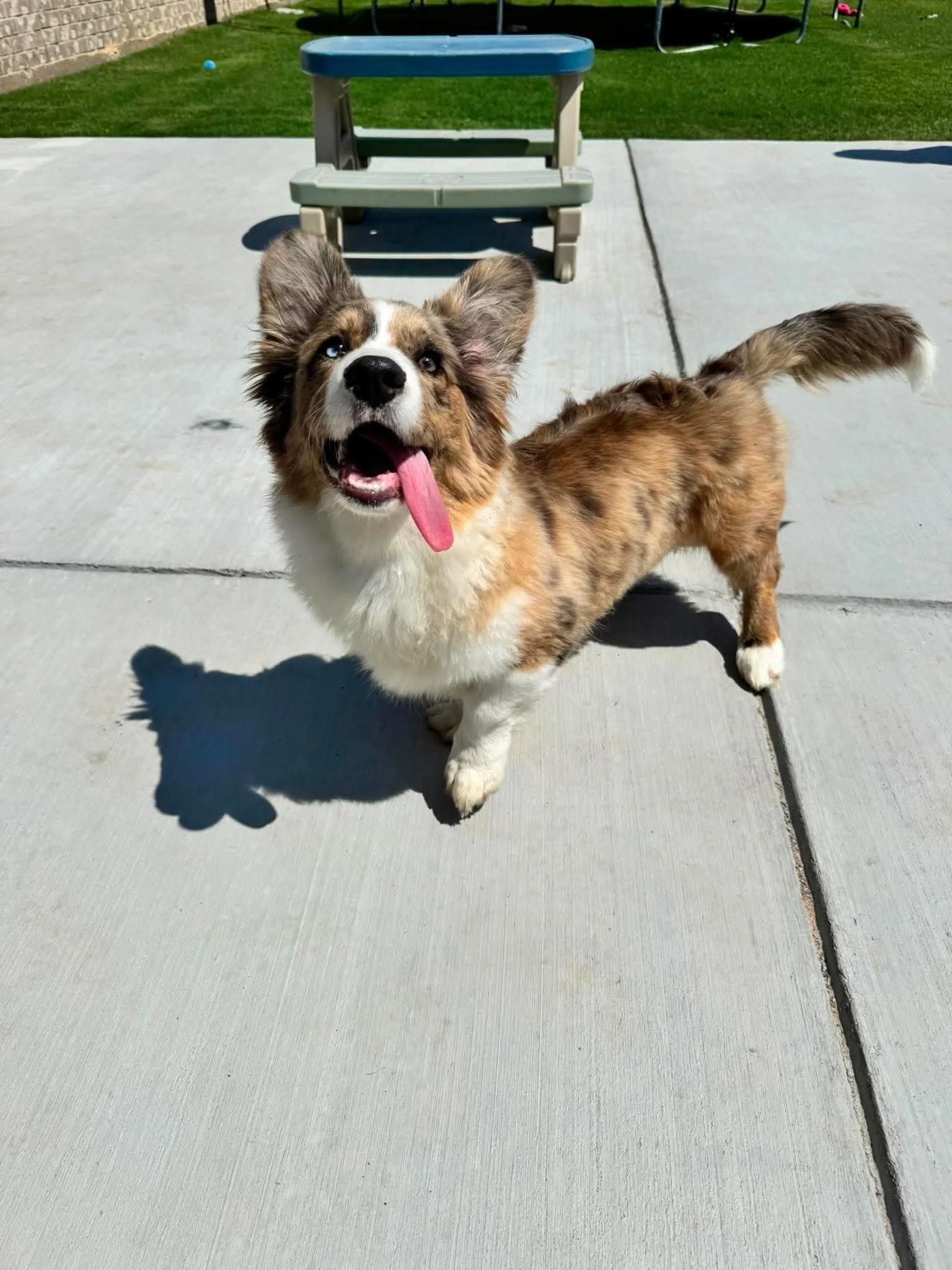 Atlas now bandits momma also sent us an update look how gorgeous this boy is! He definitely inherited his mommas long tongue lol! 

#bordibaby #corgipuppies #healthtested #texas