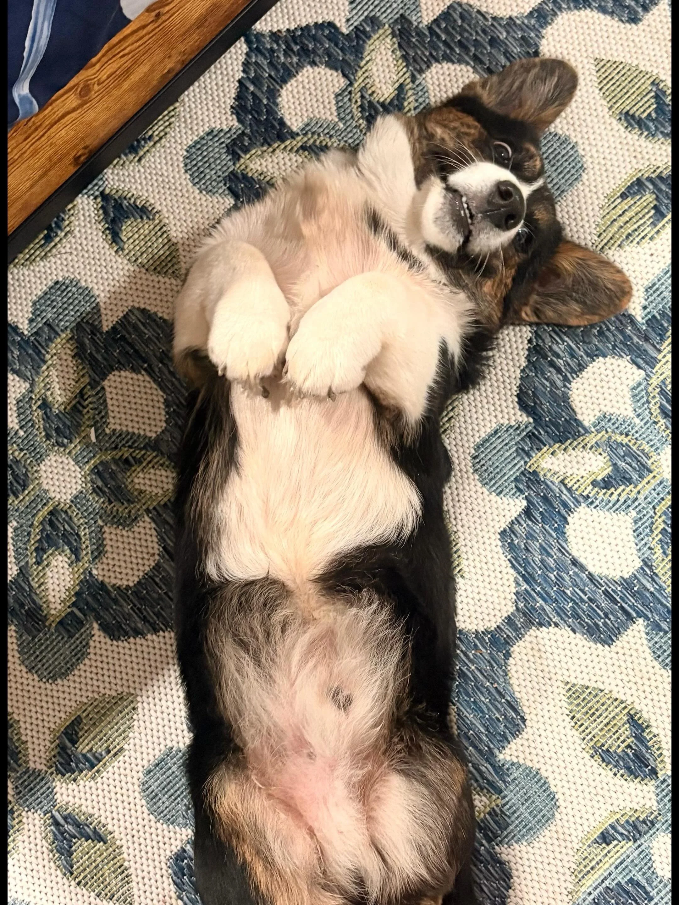 When you looks down at the lil fluff wanting belly rubbins!

#cardiganwelshcorgis #corgipuppies #healthtested #texas #akc