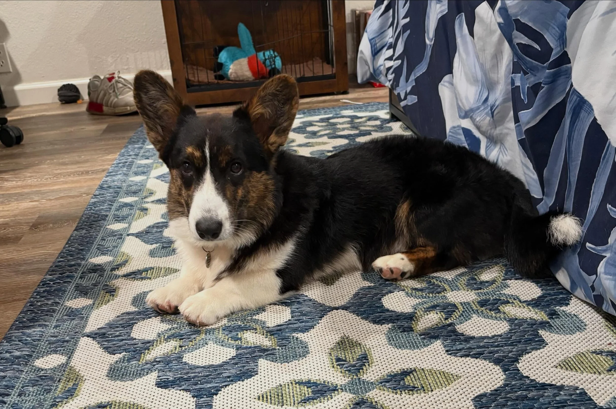 Sweet ole boy he is getting so big! He is a whopping 22.6lbs so far, he&rsquo;s a stout lil man! Can&rsquo;t wait to see his babies with Phoebe late this year into next if all goes to plan! 

#akc #cardiganwelshcorgis #corgipuppies #texas #healthtest