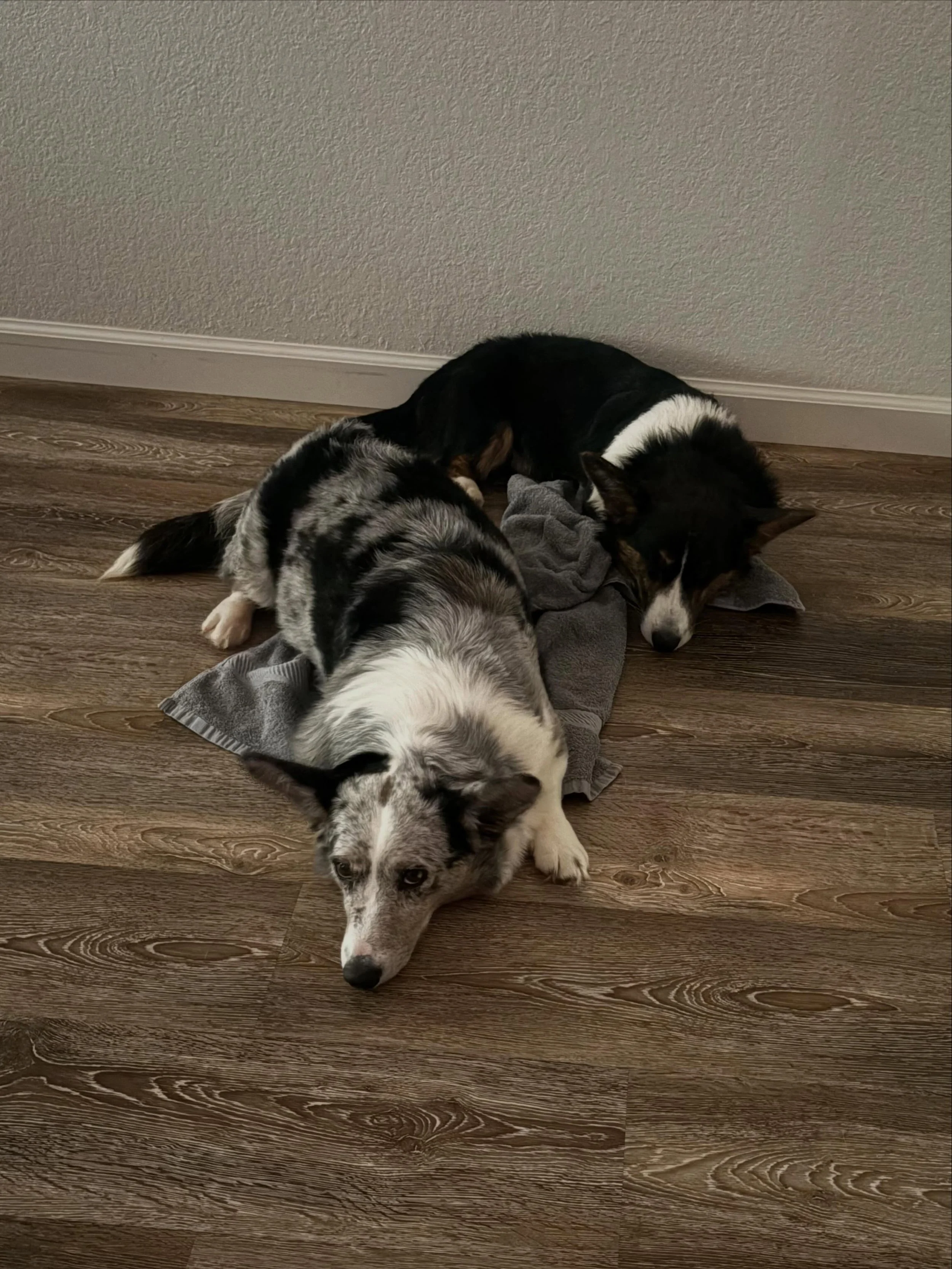 We&rsquo;re only on day 33 and phoebes blowing up like a balloon this week! She&rsquo;s had litters of 10, and 7 with her previous owner so we may be looking at a good sized litter with her and king! 

#cardiganwelshcorgis #akc #corgipuppies #healtht