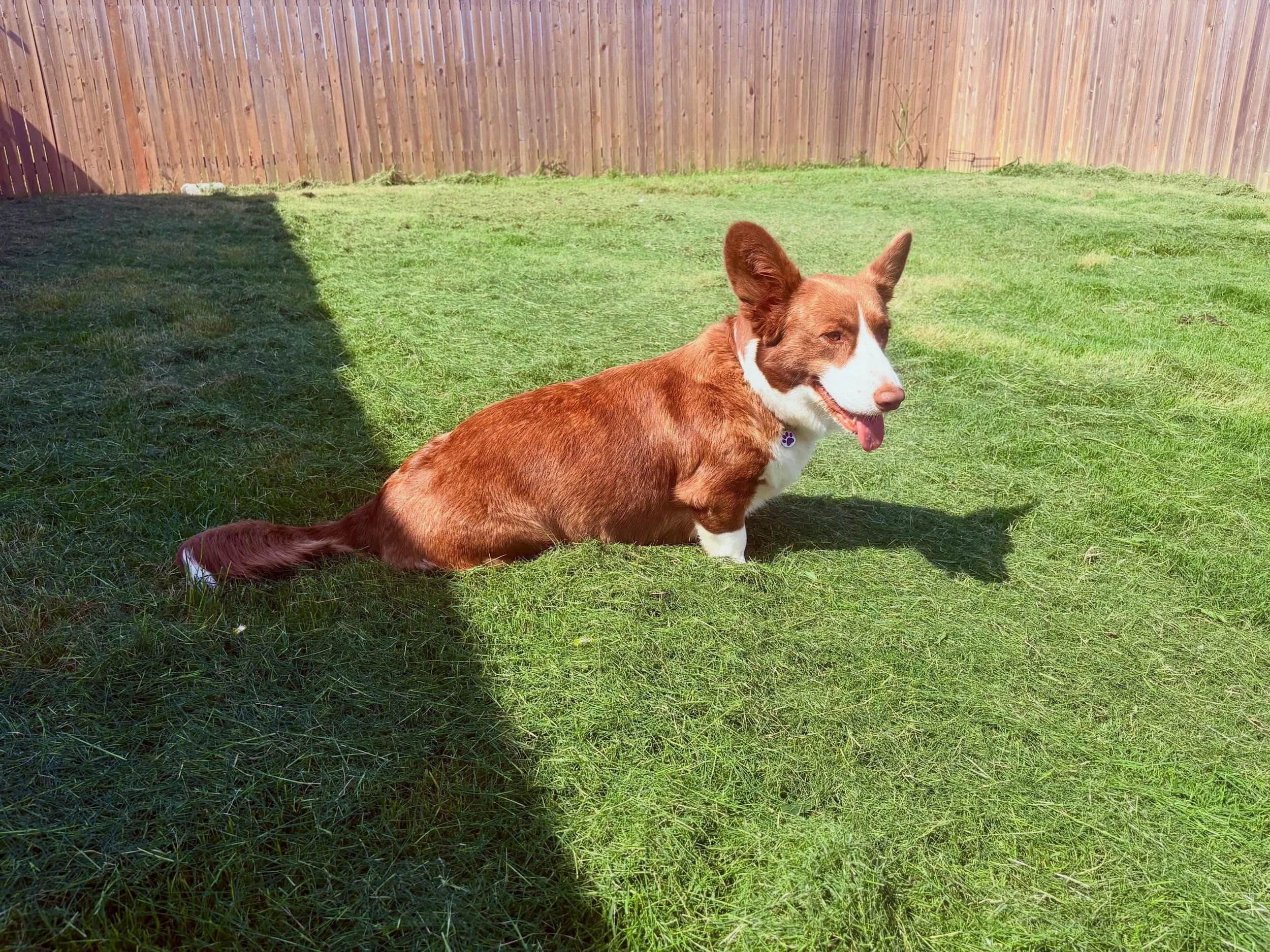 Miss Bordi is slowly filling out a little more! She&rsquo;s a few days behind Phoebe and is looking similarly to the track of her first litter of 7! 
￼#ukc #cardiganwelshcorgi #corgipuppies #healthtested #texas