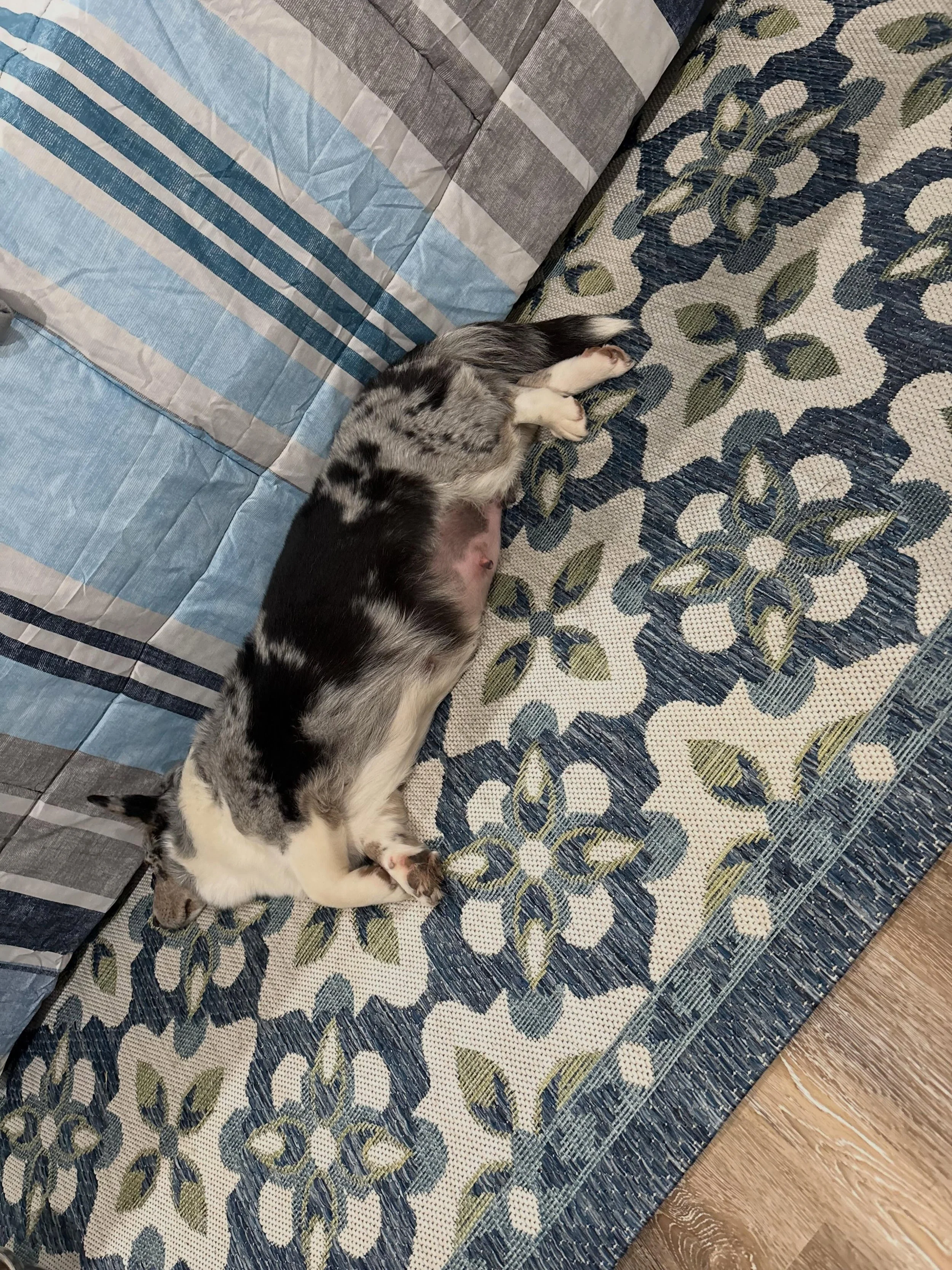 All the babies today Phoebe decided to take a nap in Onyx&rsquo;s kennel lol I think she&rsquo;s a bit big at the moment 🤣

Bordi and her are both continuing to blow up and I think with where Bordis at we may be expecting more babies then last time 