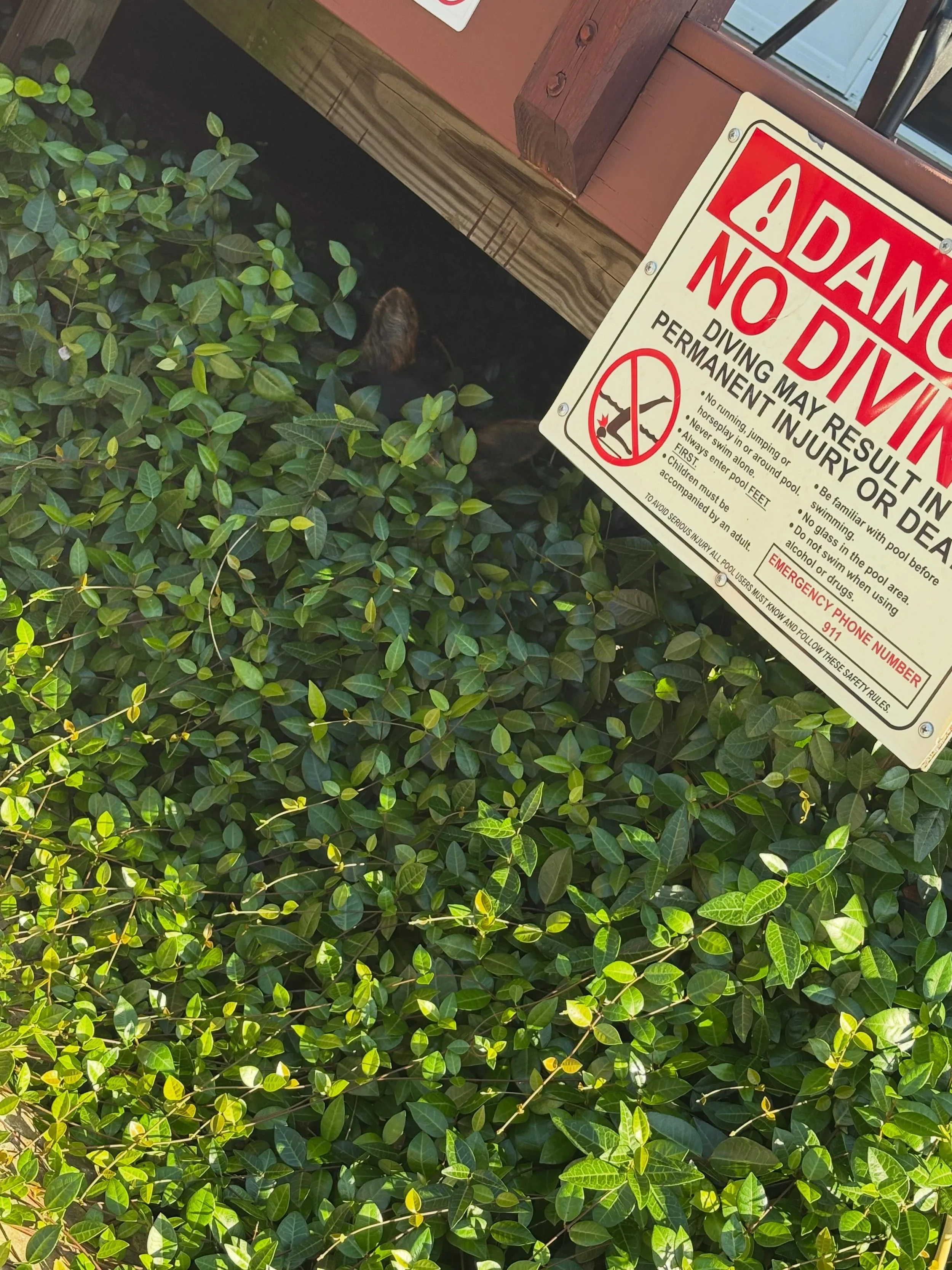 Onyx says beware of monsters under the deck lol! 

#cardiganwelshcorgi #akc #healthtested #texas